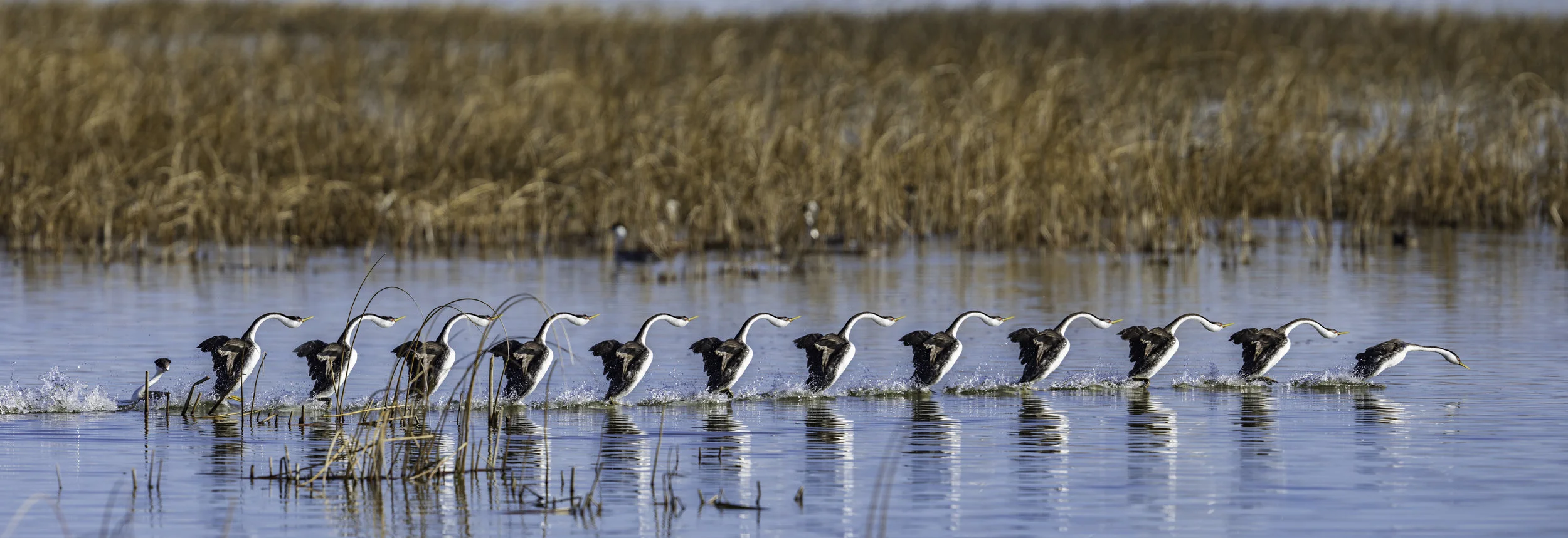 Grebe Frushing Stich.jpg