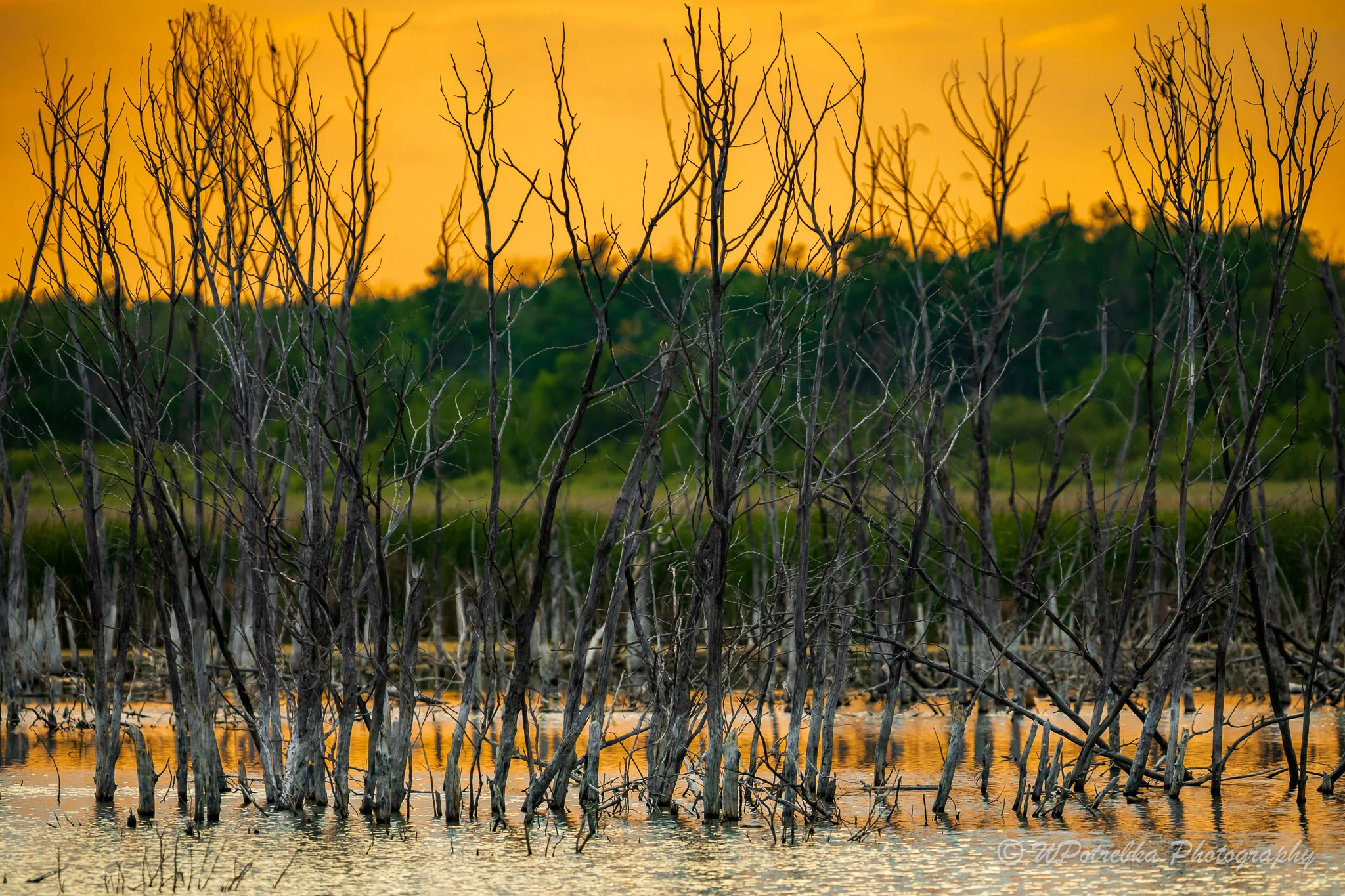 _49A2177-Edit.jpg