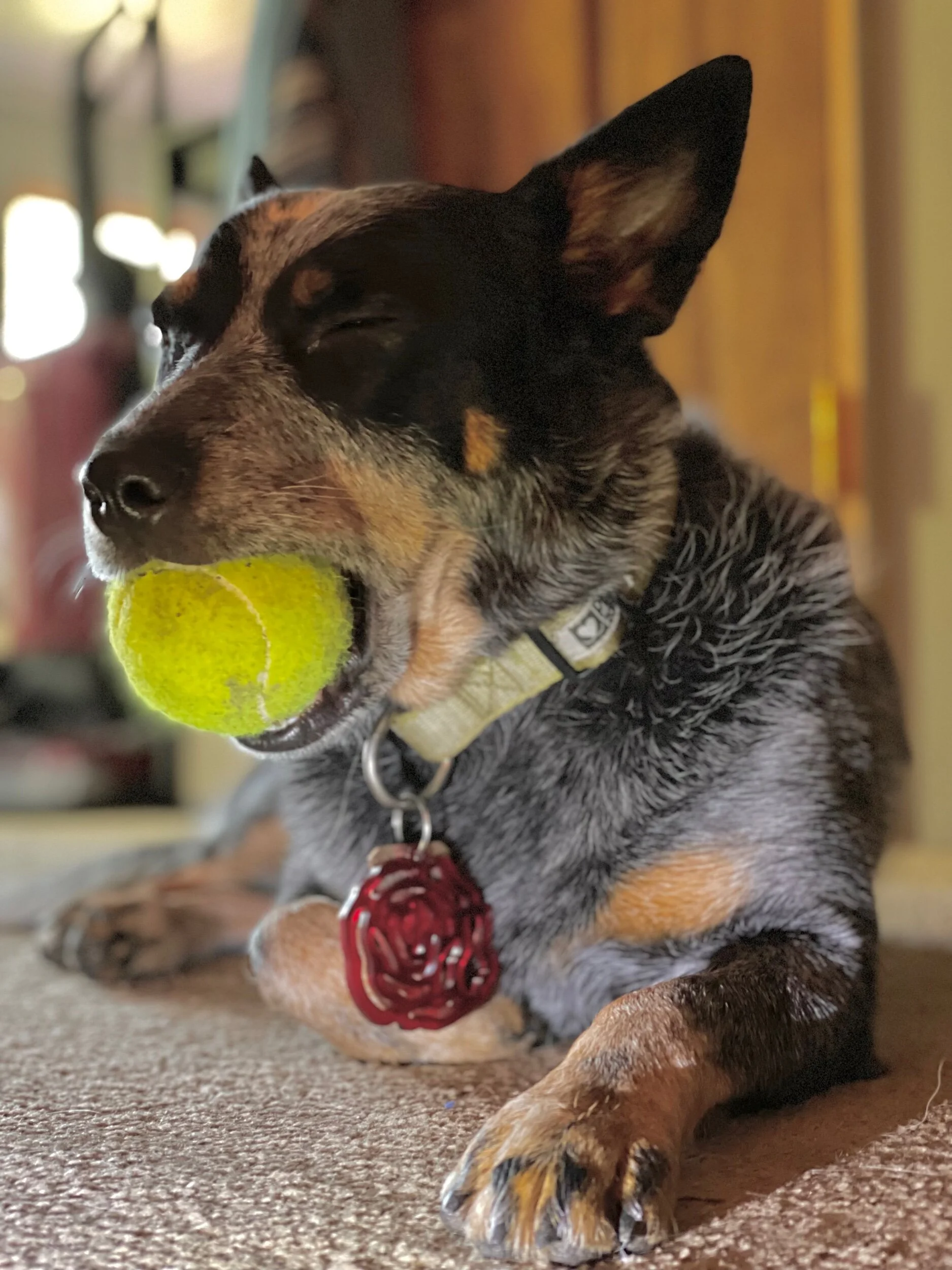 BC681E95-4942-4B11-95A2-CE5130C33FC1