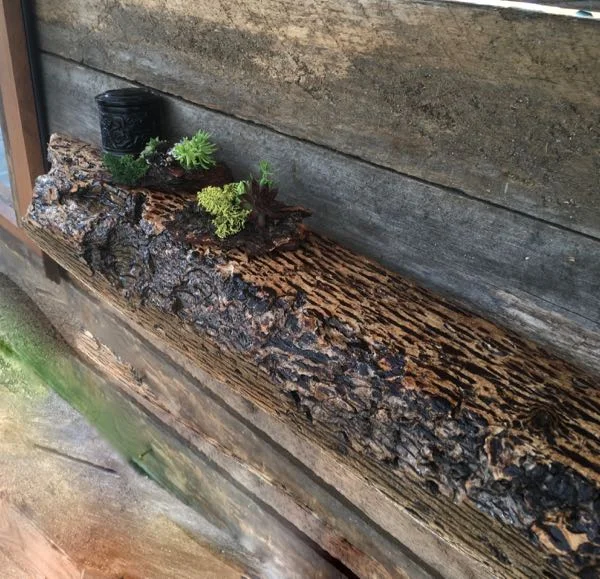 little bark shelves - 5 of 7.jpg