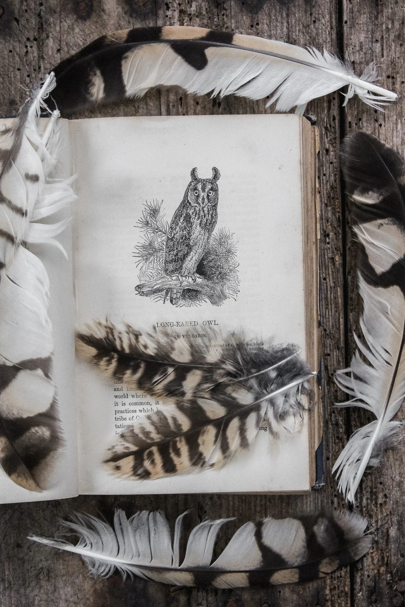 Owl Feathers.jpg