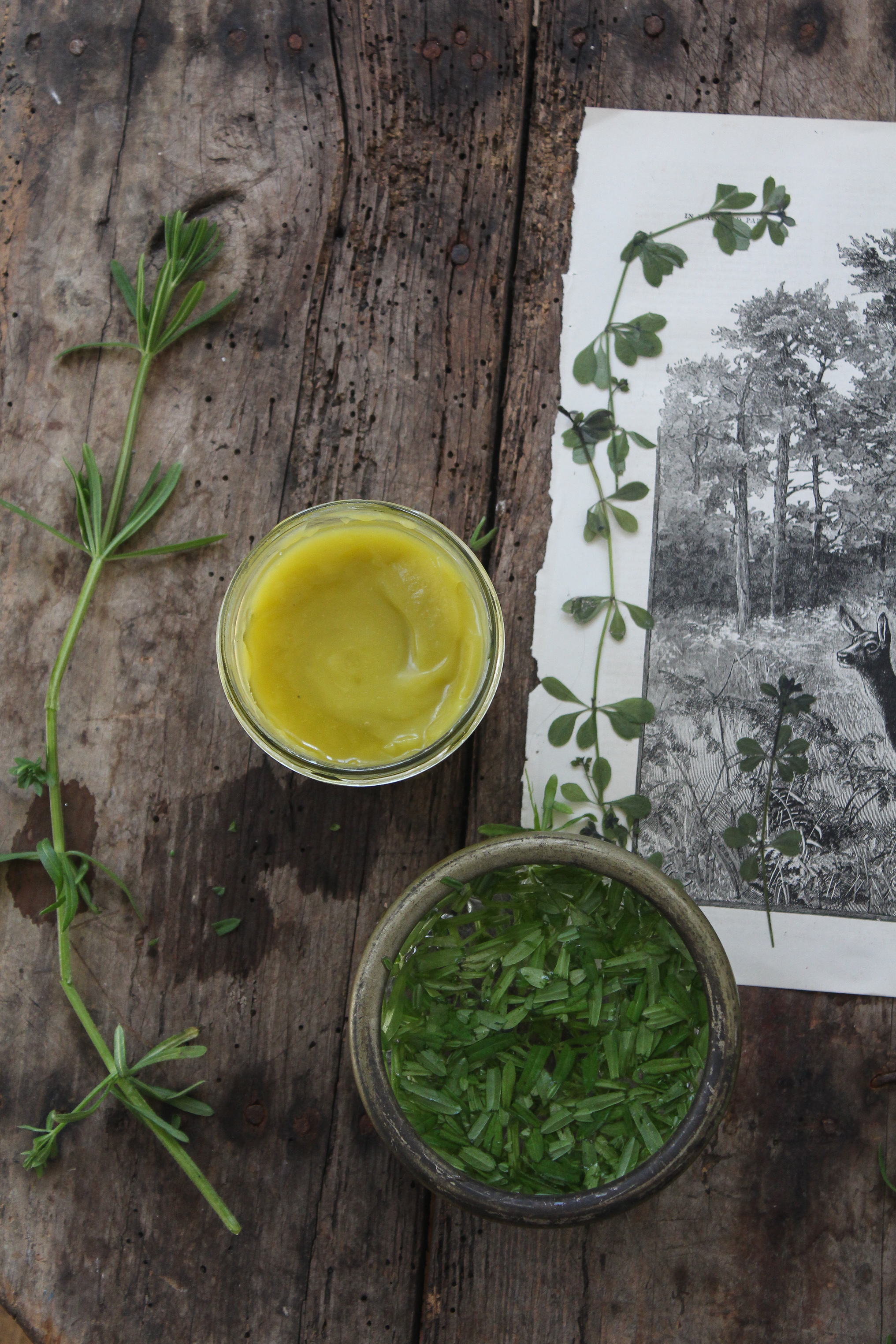 Cleavers herbal .jpg