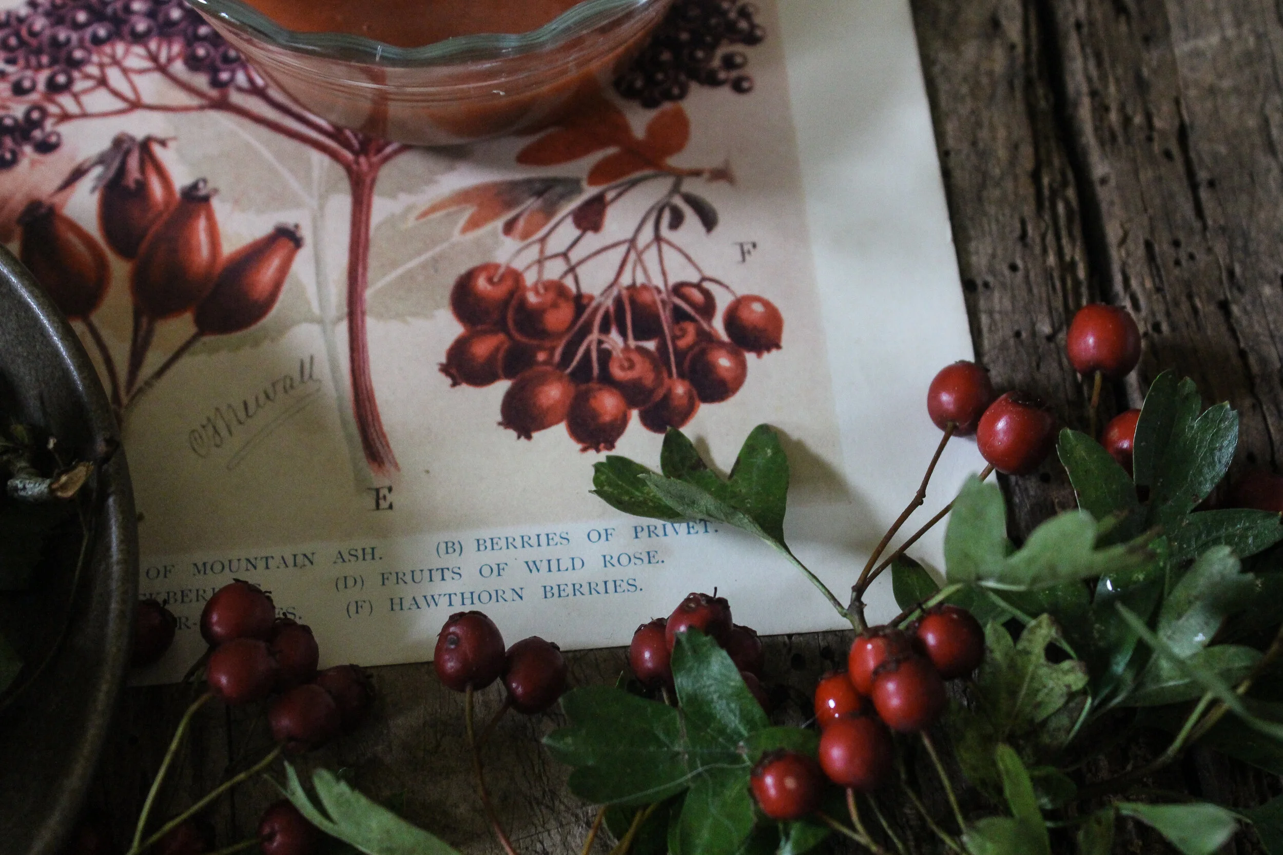 Hawthorn Berries.jpg