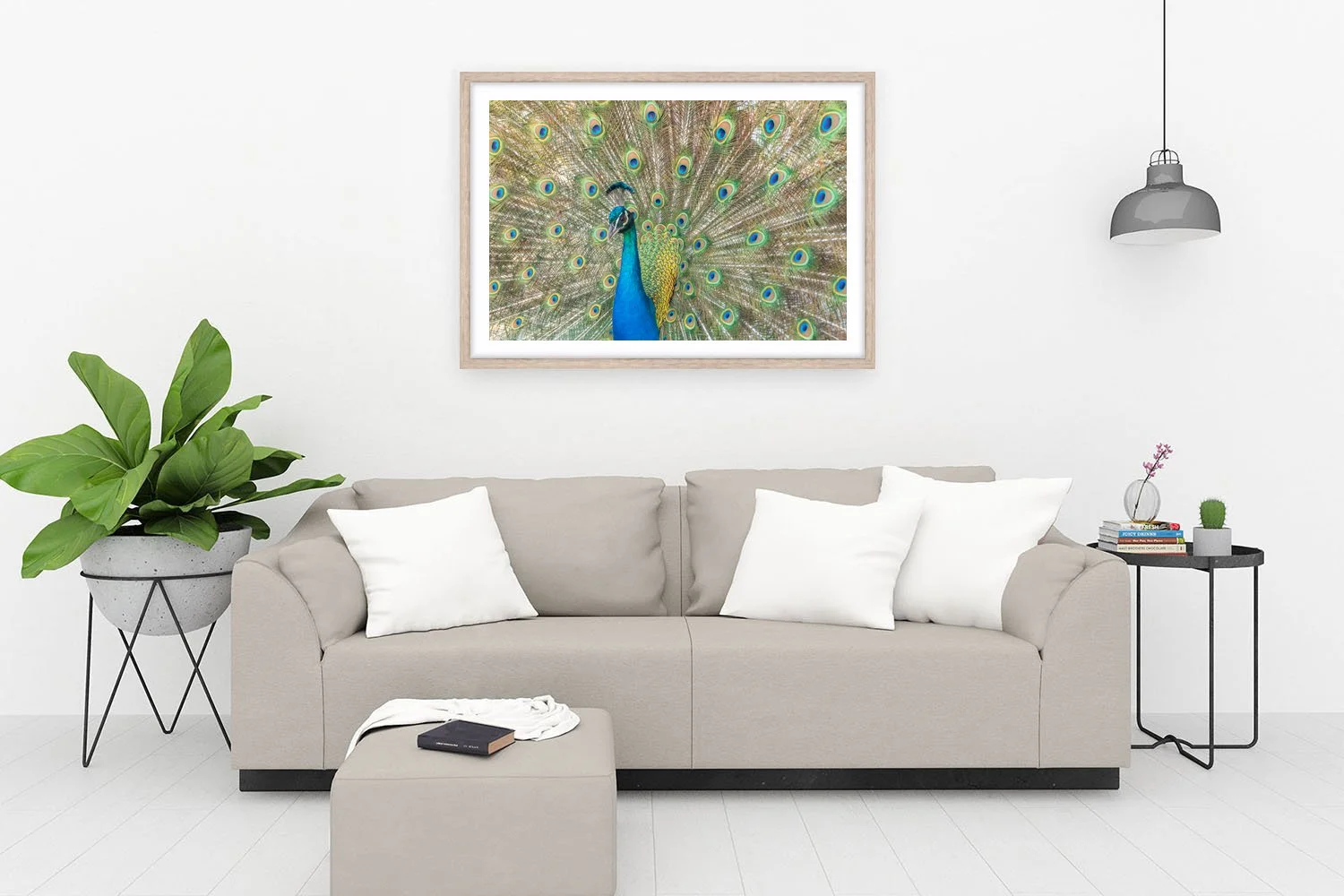 ROTTNEST ISLAND - PAVO CRISTATUS OAK.jpg