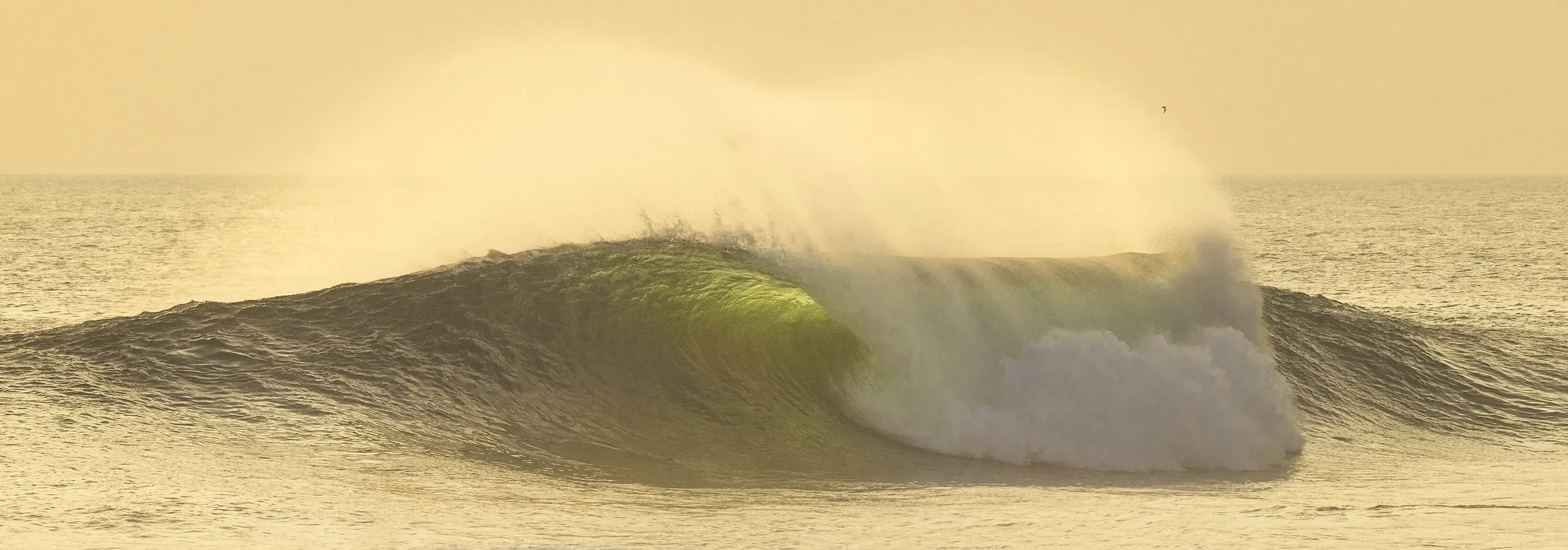 WEST END - TOM'S GOLD.jpg