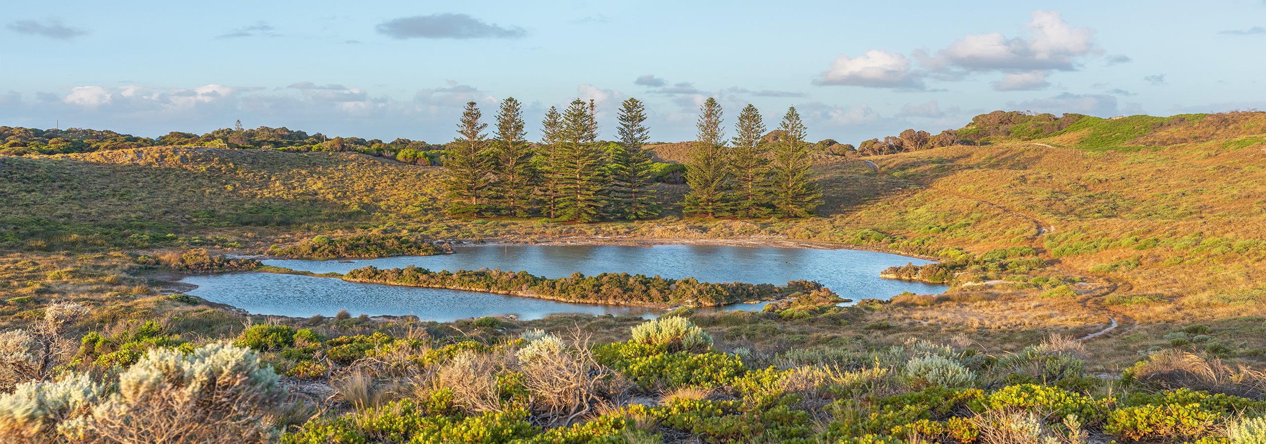 SALMON SWAMP - THE PINES.jpg