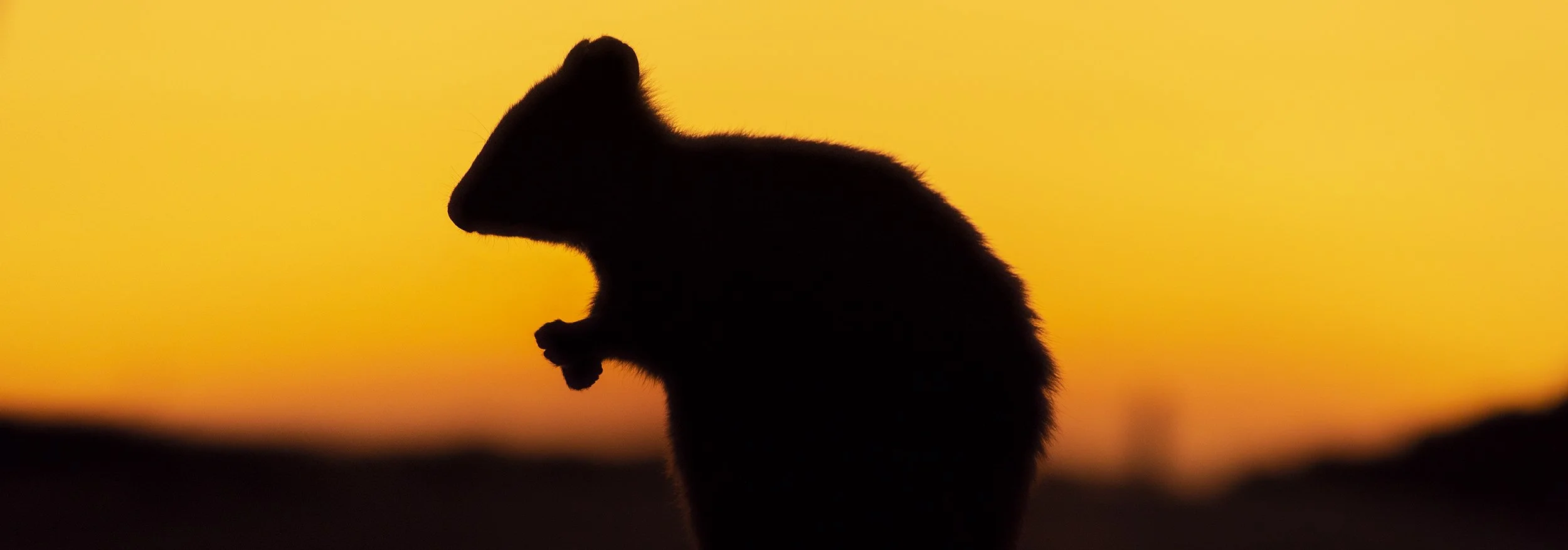 ROTTNEST ISLAND - THE QUOKKA.jpg
