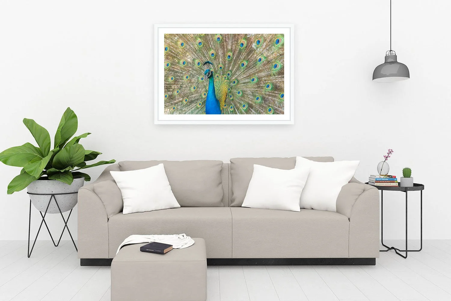 ROTTNEST ISLAND - PAVO CRISTATUS WHITE.jpg