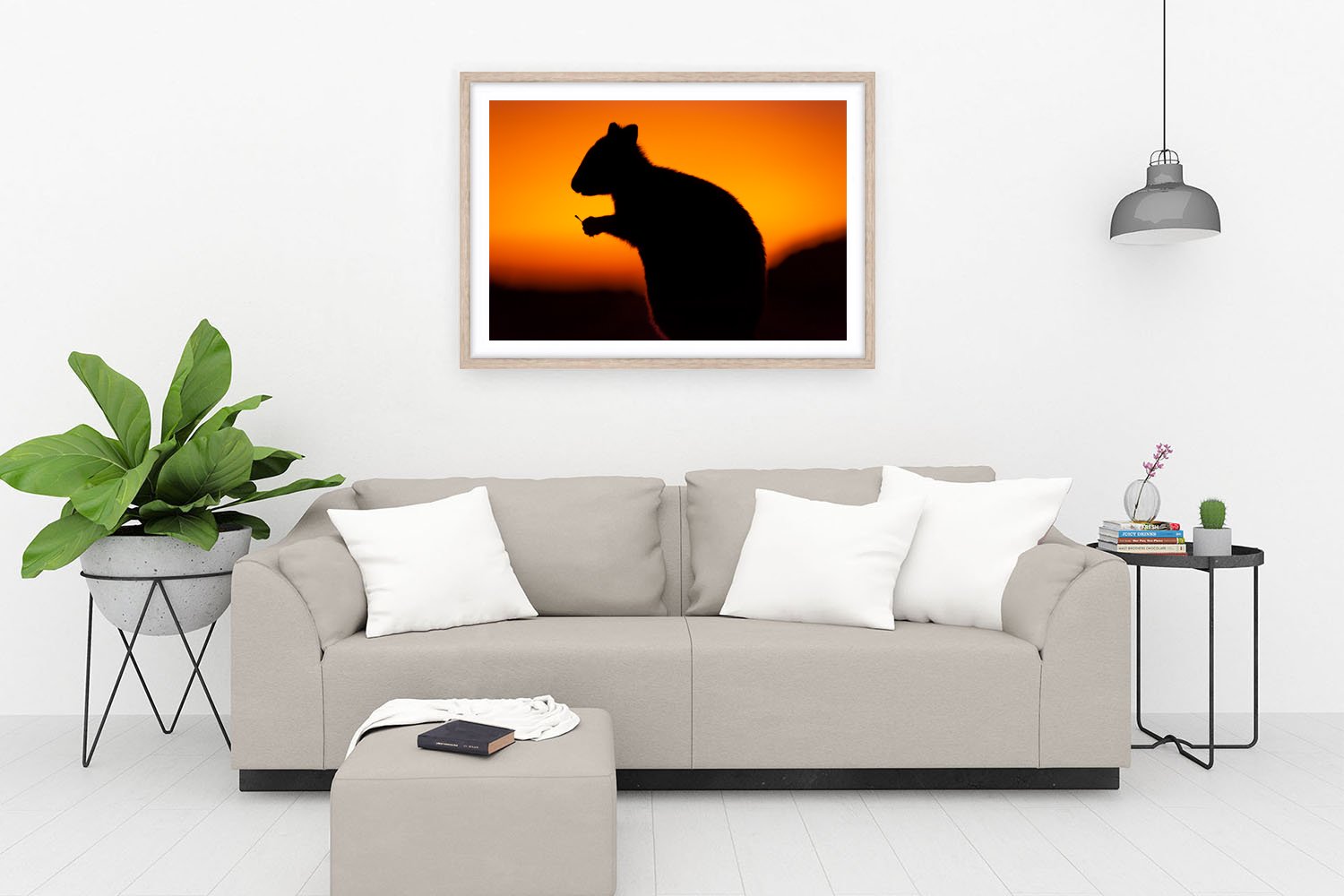 ROTTNEST ISLAND - THE QUOKKA OAK.jpg