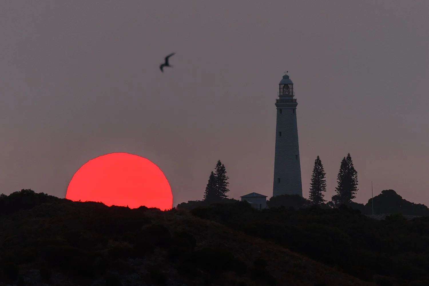 WADJEMUP LIGHTHOUSE - DISAPPEARING ACT.jpg
