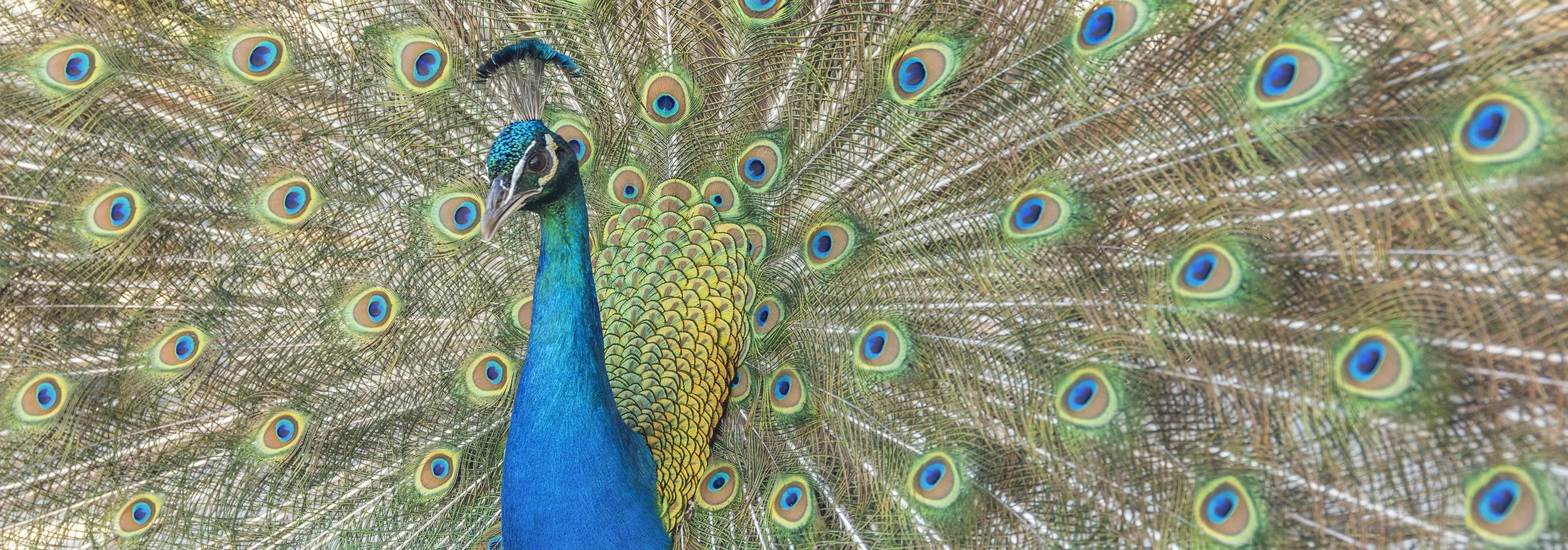 ROTTNEST ISLAND - PAVO CRISTATUS.jpg