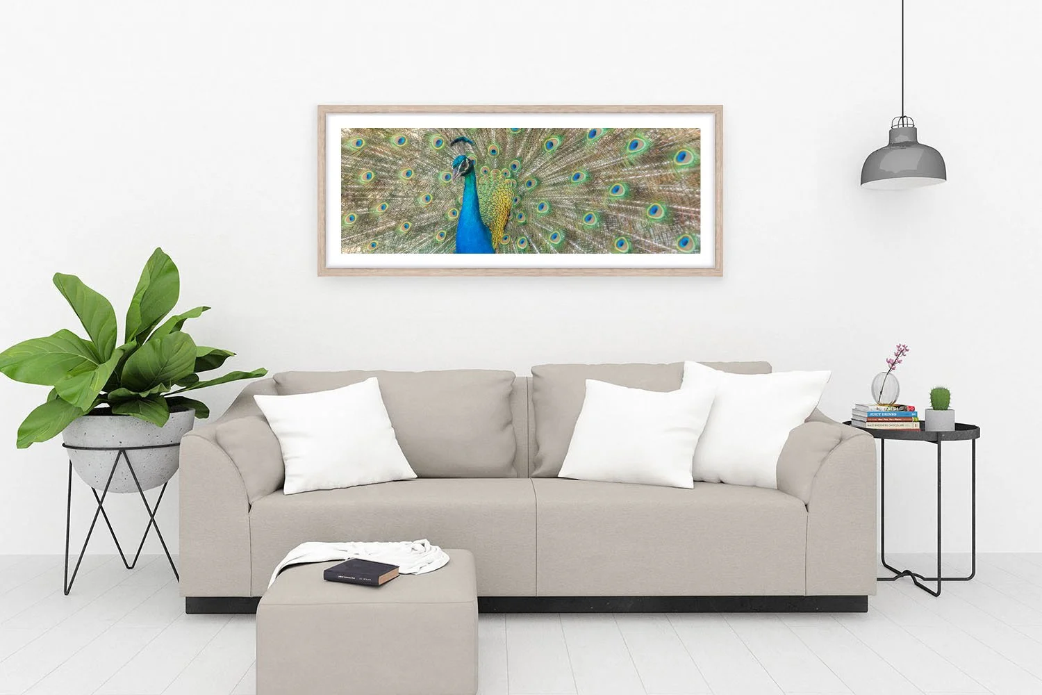 ROTTNEST ISLAND - PAVO CRISTATUS OAK.jpg