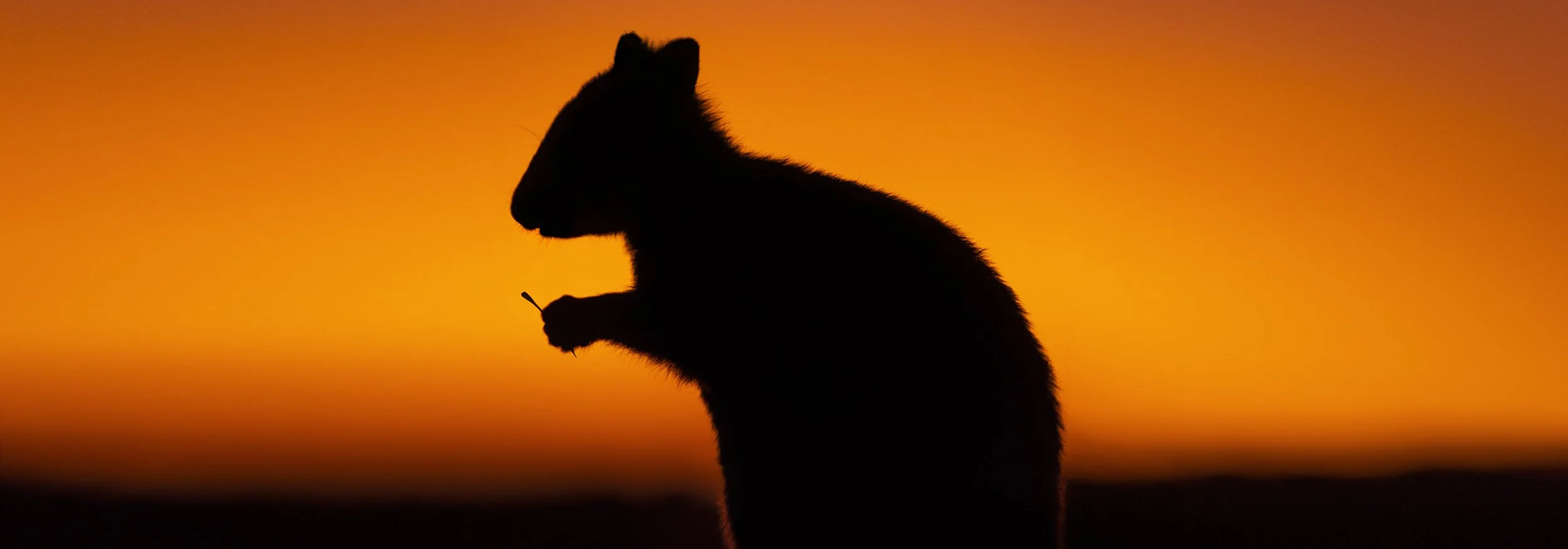 ROTTNEST ISLAND - THE QUOKKA 2.jpg