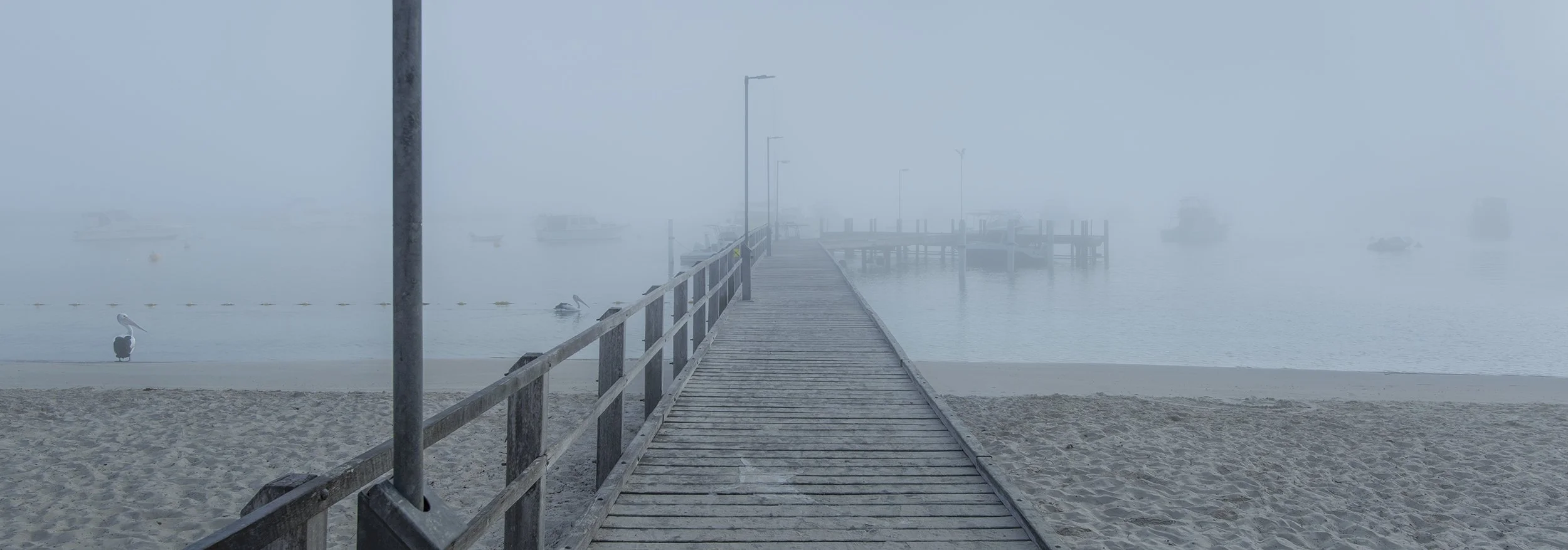 THOMSON BAY - PELICANS IN THE MIST.jpg