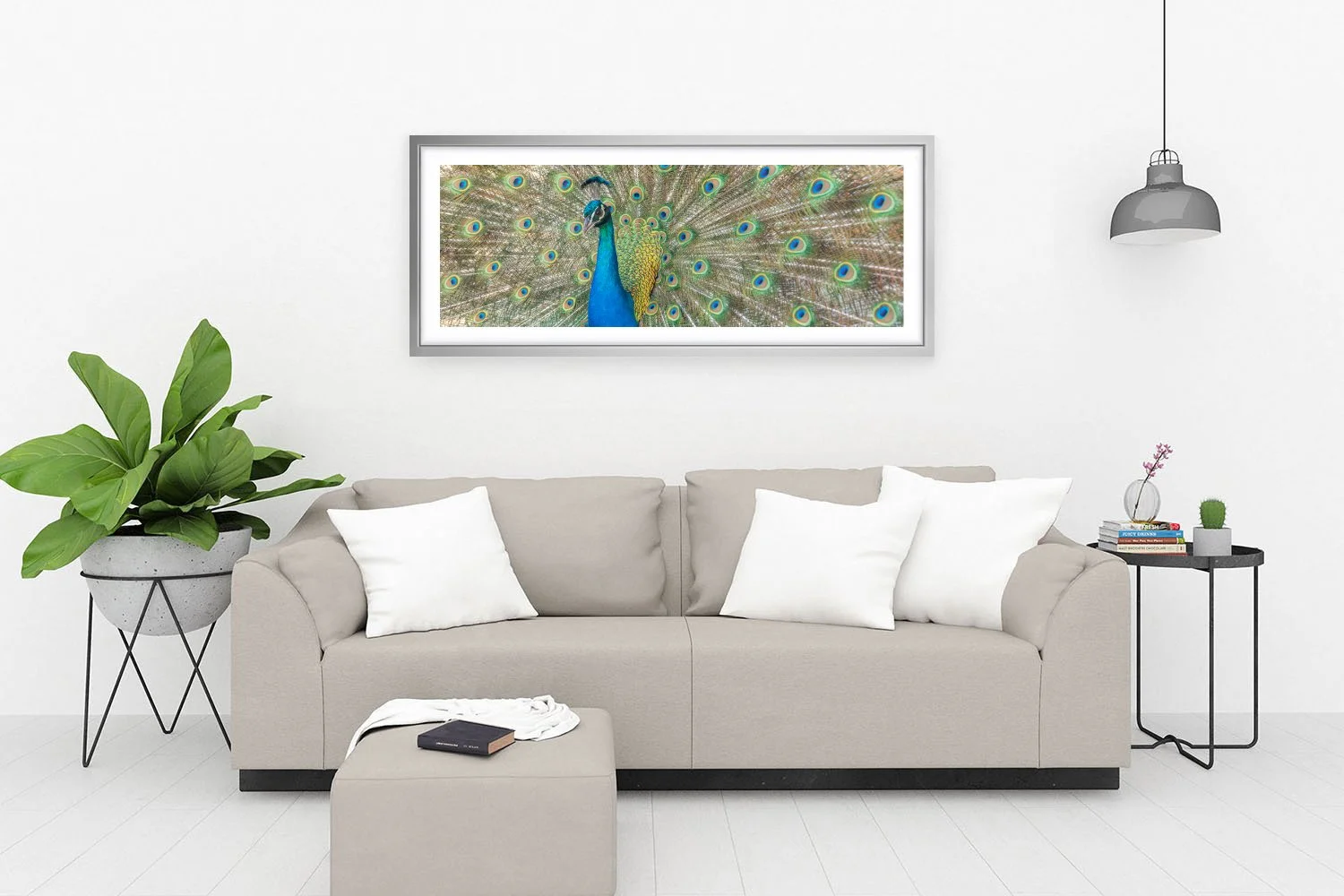 ROTTNEST ISLAND - PAVO CRISTATUS SILVER.jpg