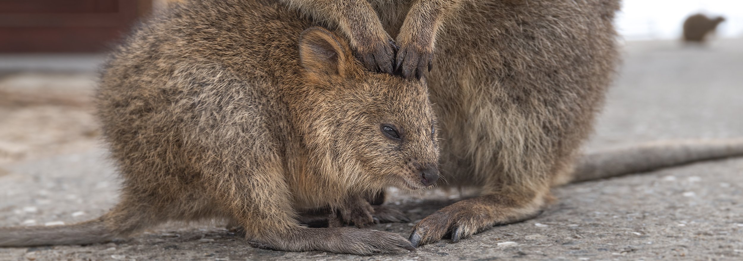 ROTTNEST ISLAND - CHILD CARE.jpg