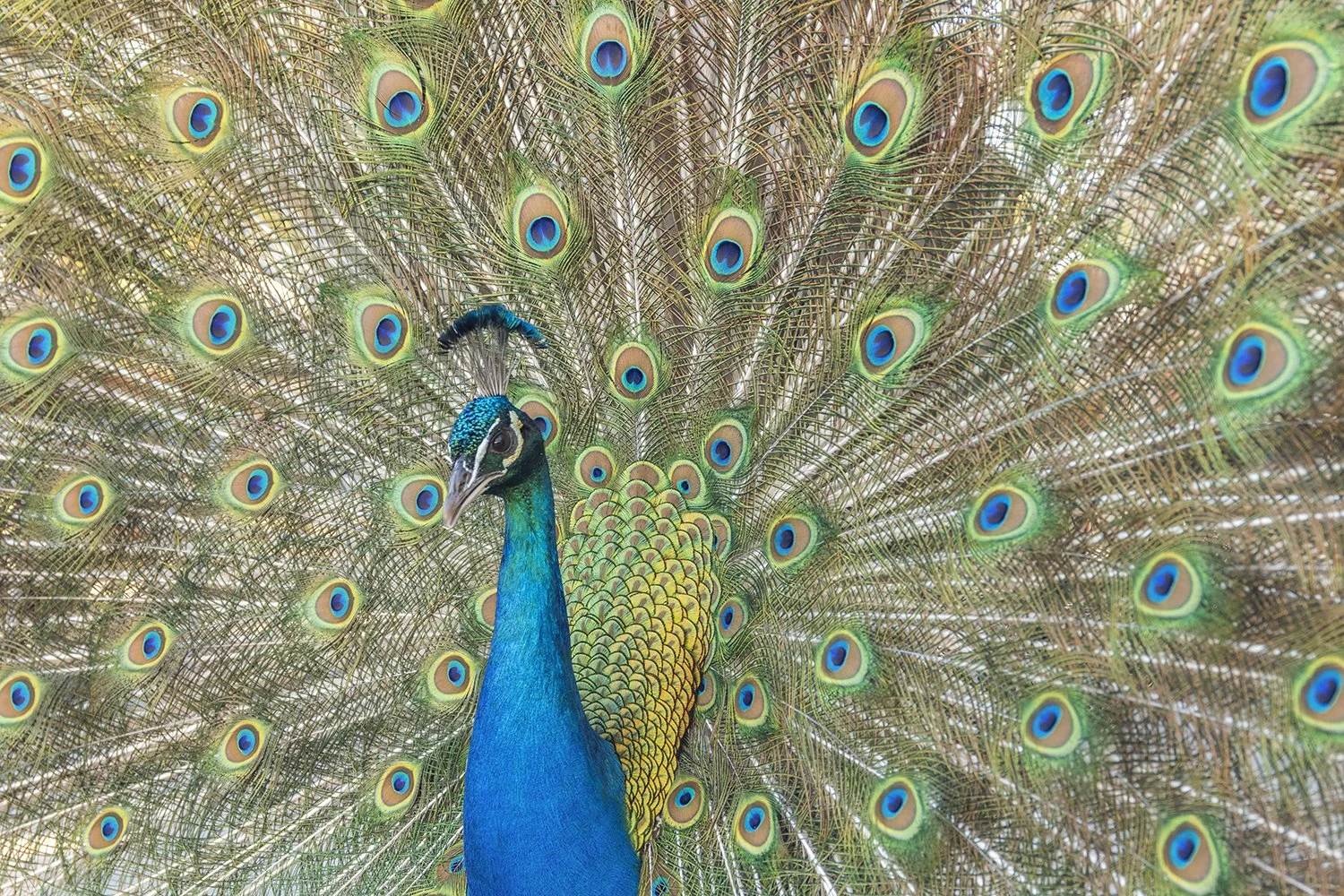 ROTTNEST ISLAND - PAVO CRISTATUS.jpg