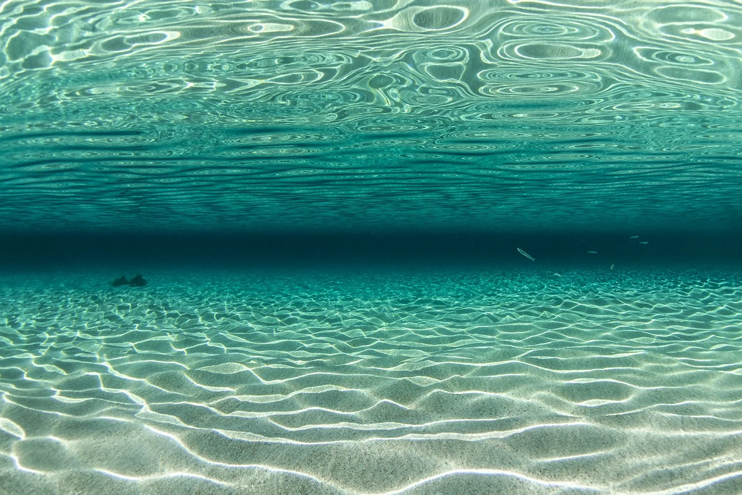 LITTLE SALMON BAY - FISH FEED.jpg