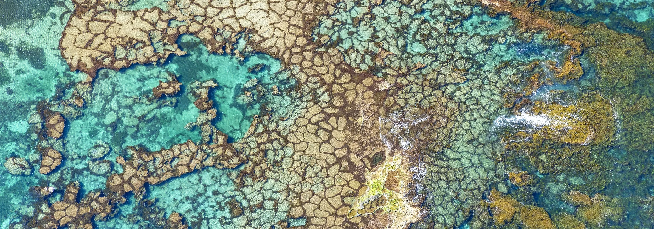 HAYWARD CAPE - ALGAL POLYGONS.jpg