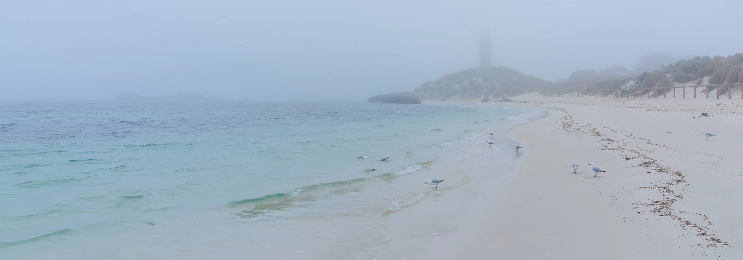 PINKY BEACH - SEAGULLS IN THE MIST.jpg