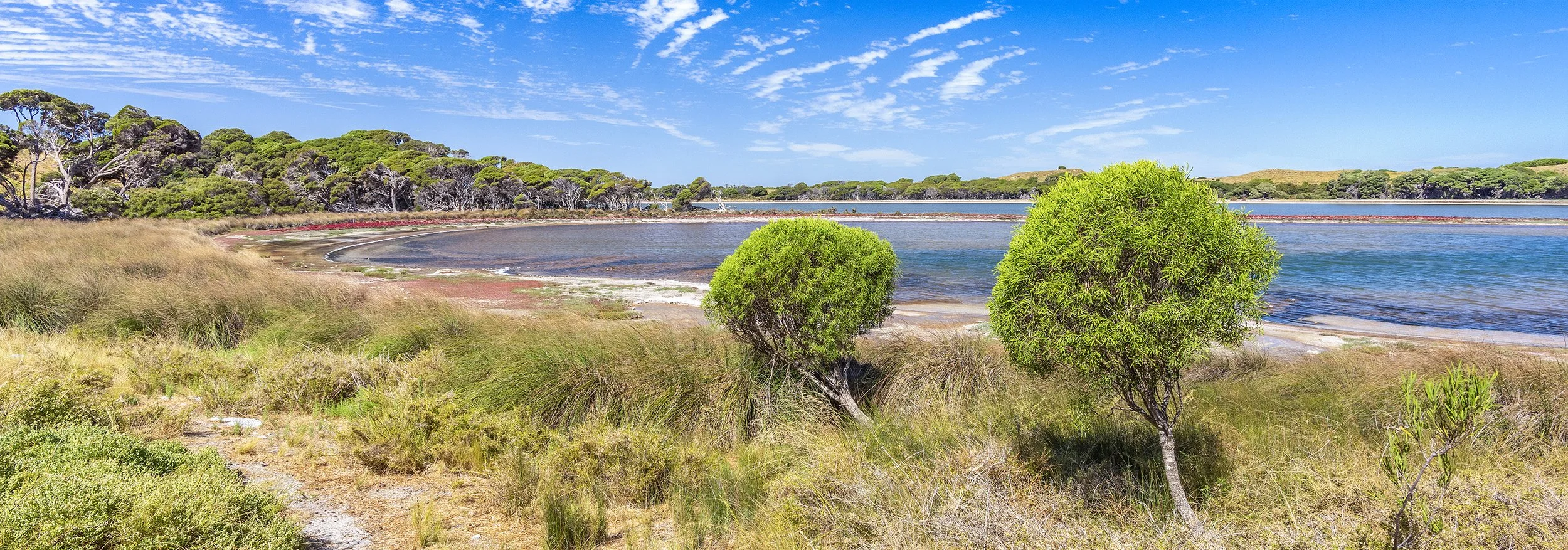 LAKE TIMPERLEY - COASTAL PITTOSPORUM.jpg
