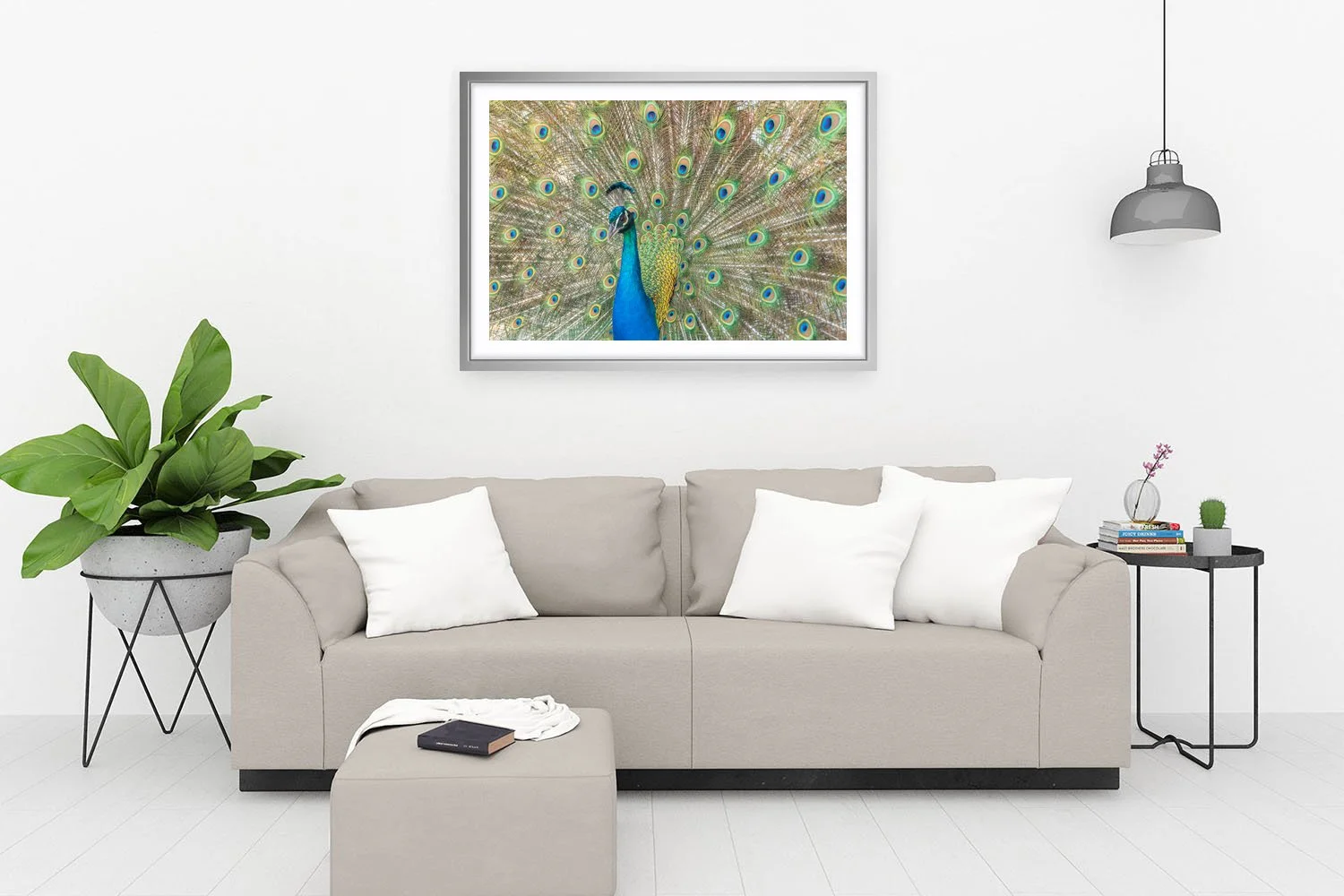 ROTTNEST ISLAND - PAVO CRISTATUS SILVER.jpg