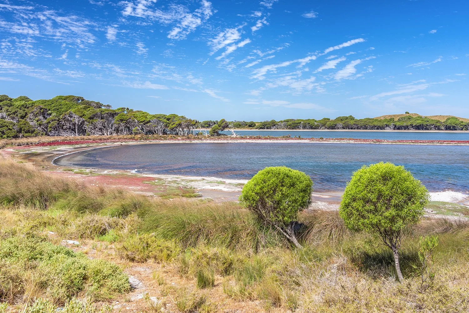 LAKE TIMPERLEY - COASTAL PITTOSPORUM.jpg