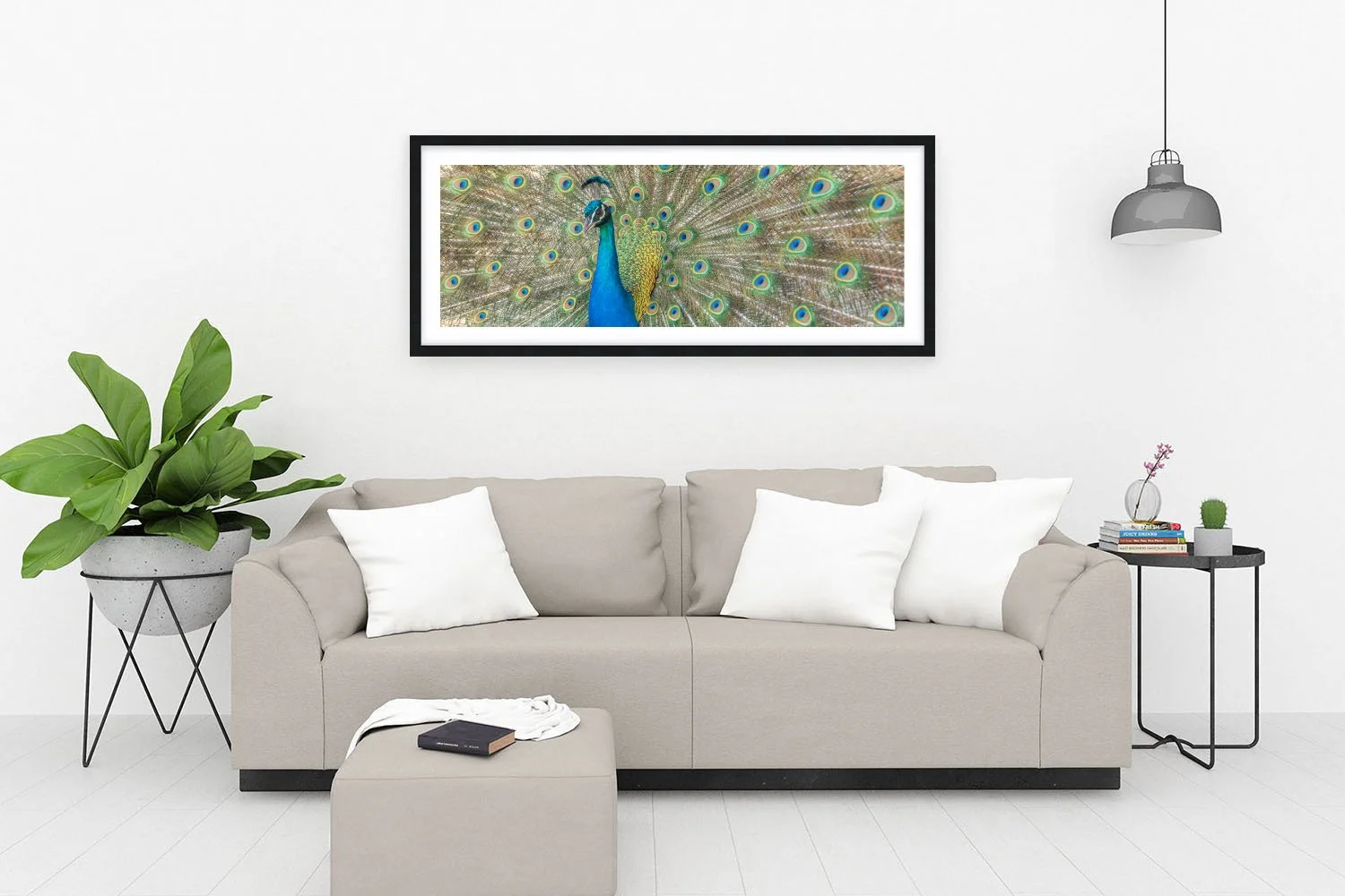 ROTTNEST ISLAND - PAVO CRISTATUS BLACK.jpg