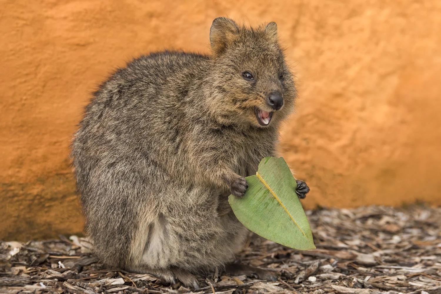 ROTTNEST ISLAND - QUOKKA LOVE.jpg