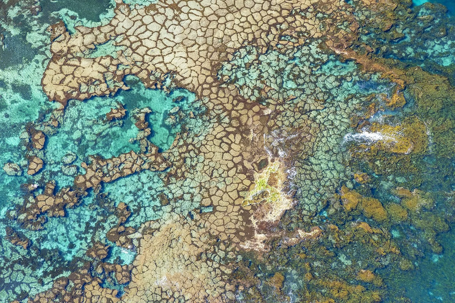 HAYWARD CAPE - ALGAL POLYGONS.jpg