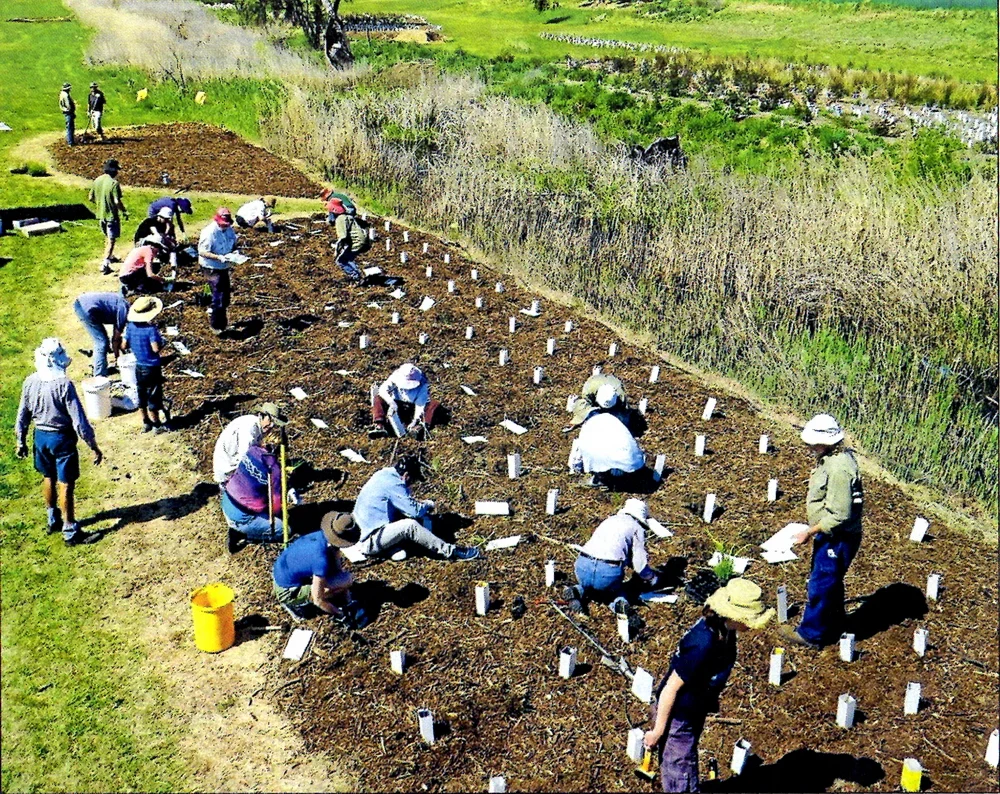 Armidale Urban RIvercare Group (AURG) holding a working bee planting eucalypts, tea trees and snow grass along edges of Dumaresq Creek - Armidale Express Extra (10/2/2016).