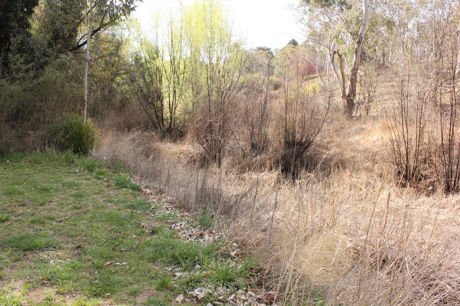 Dumaresq Creek