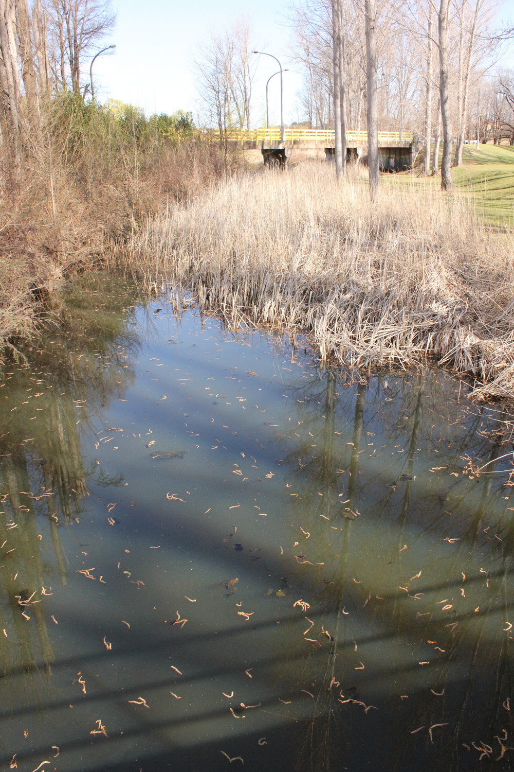 Dumaresq Creek