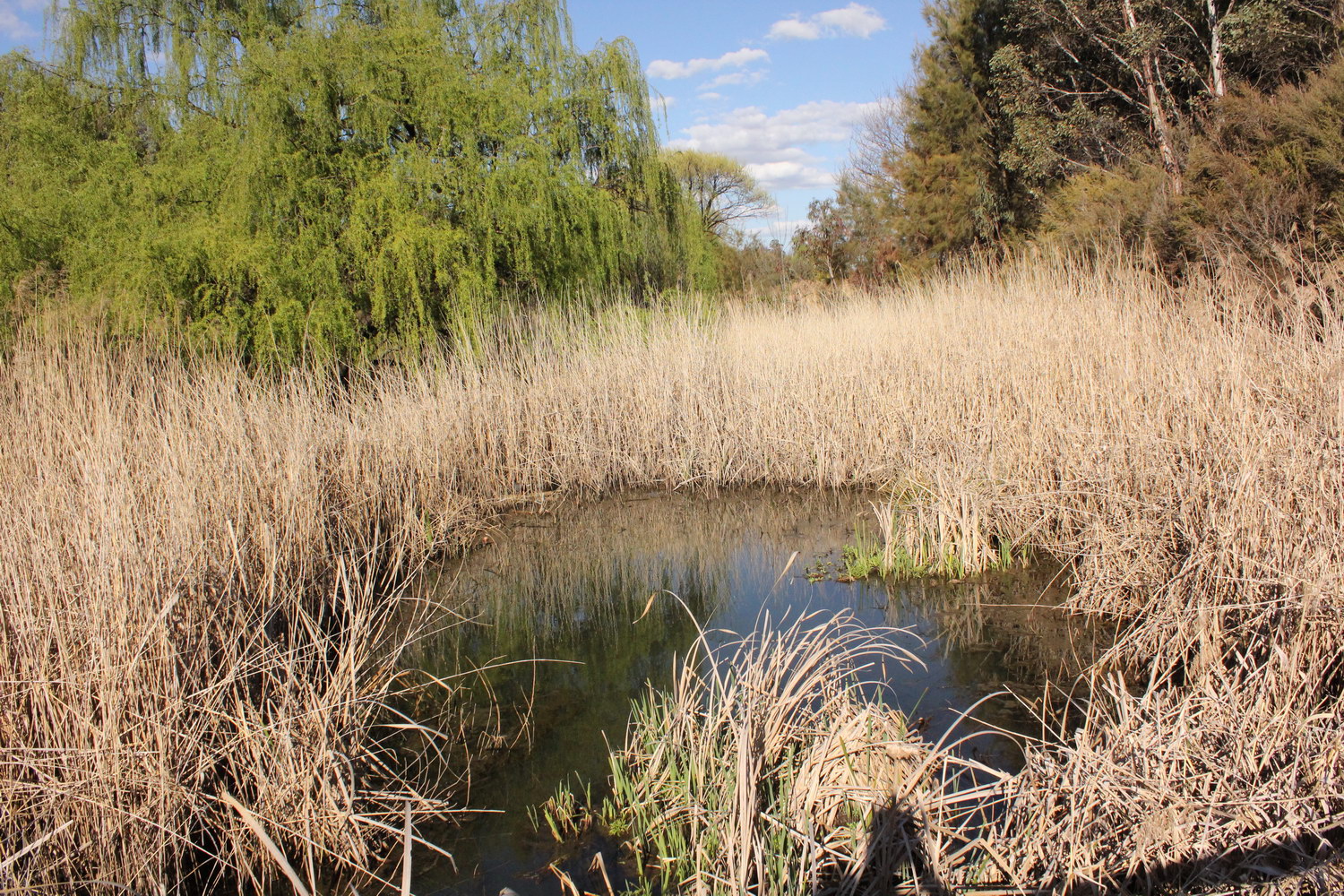 Dumaresq Creek