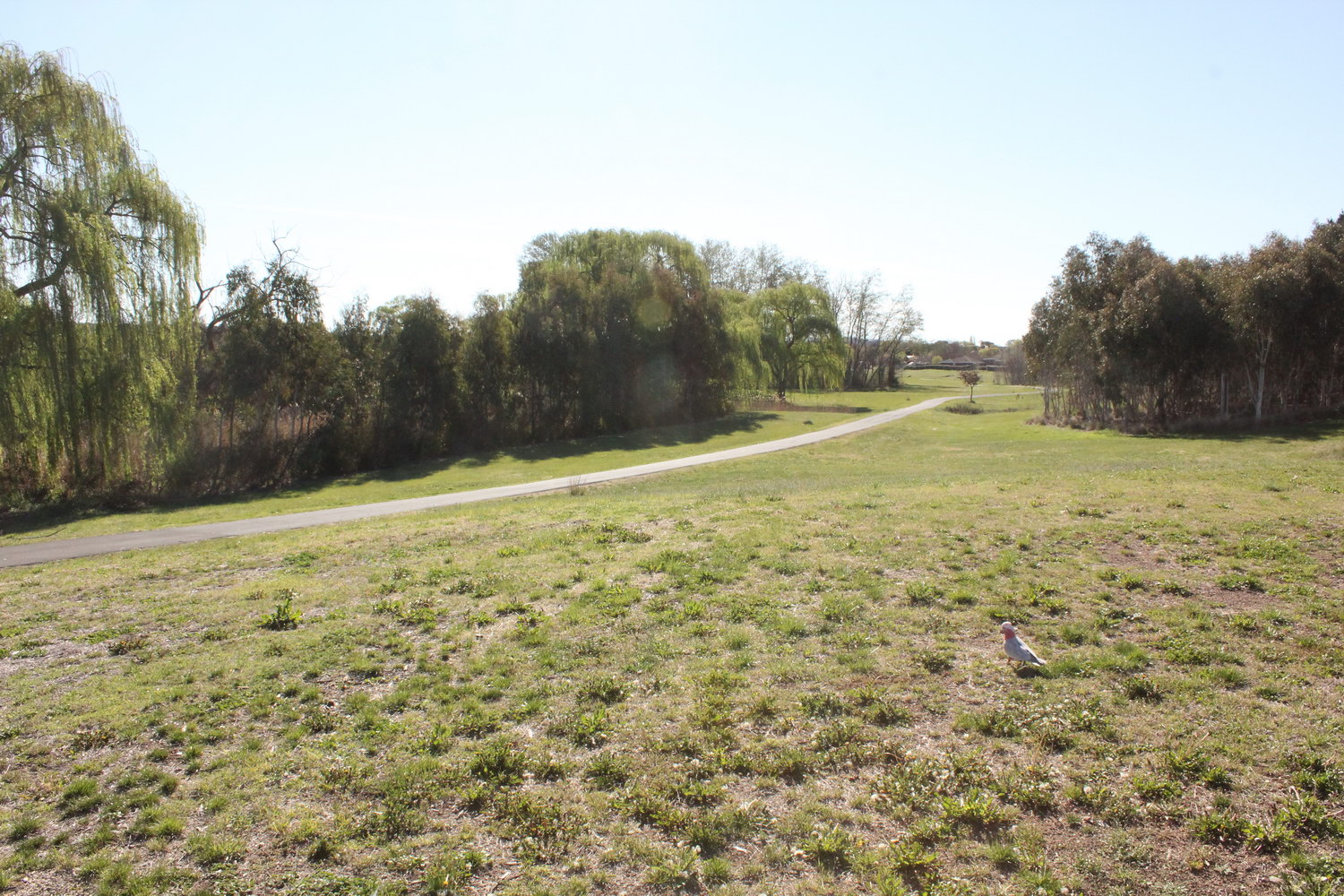 Dumaresq Creek