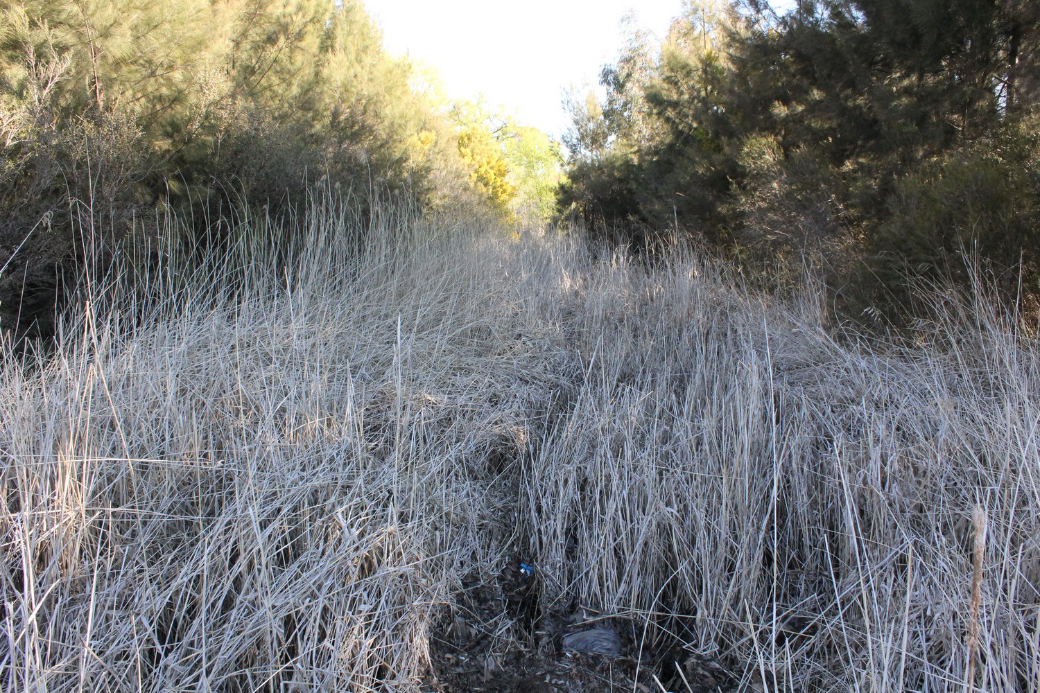 Dumaresq Creek