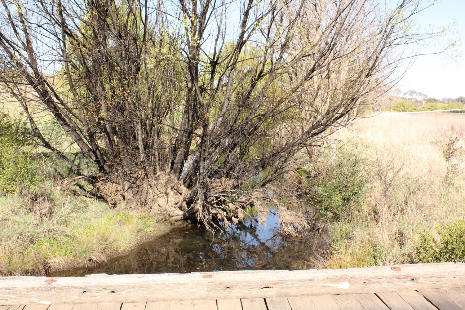 Dumaresq Creek