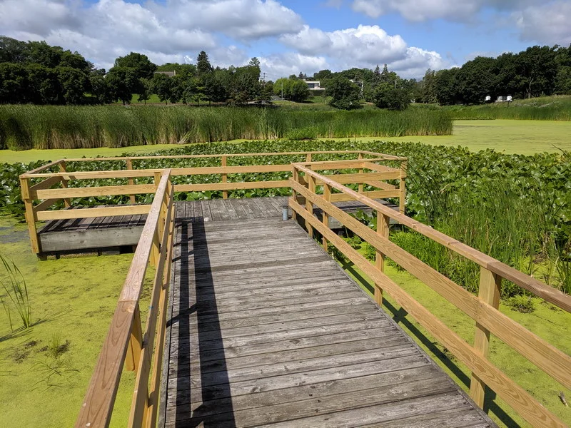 A viewing platform over a nutrient filtering wetland