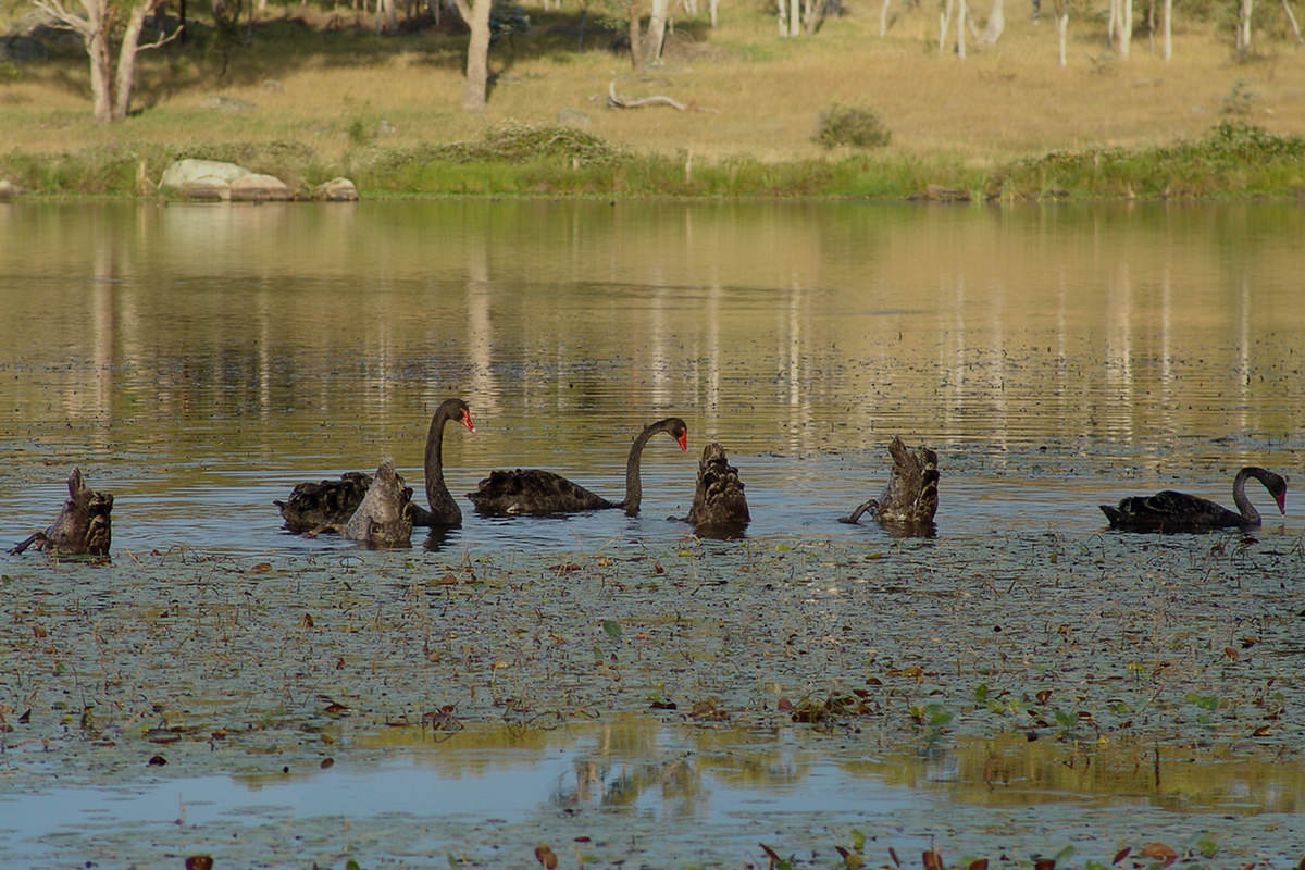05 swans.jpg