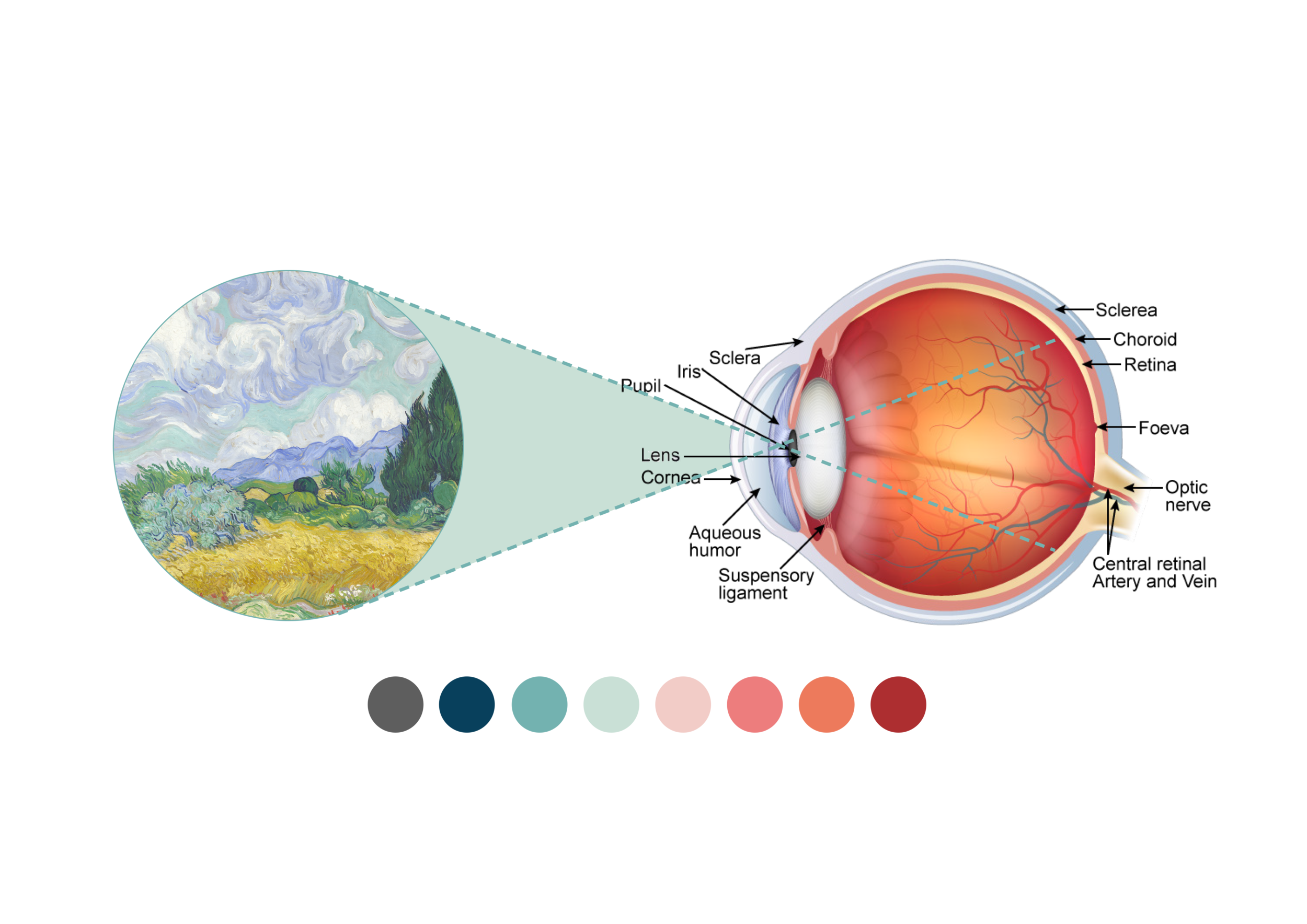 Eyeball diagram and colour palette 