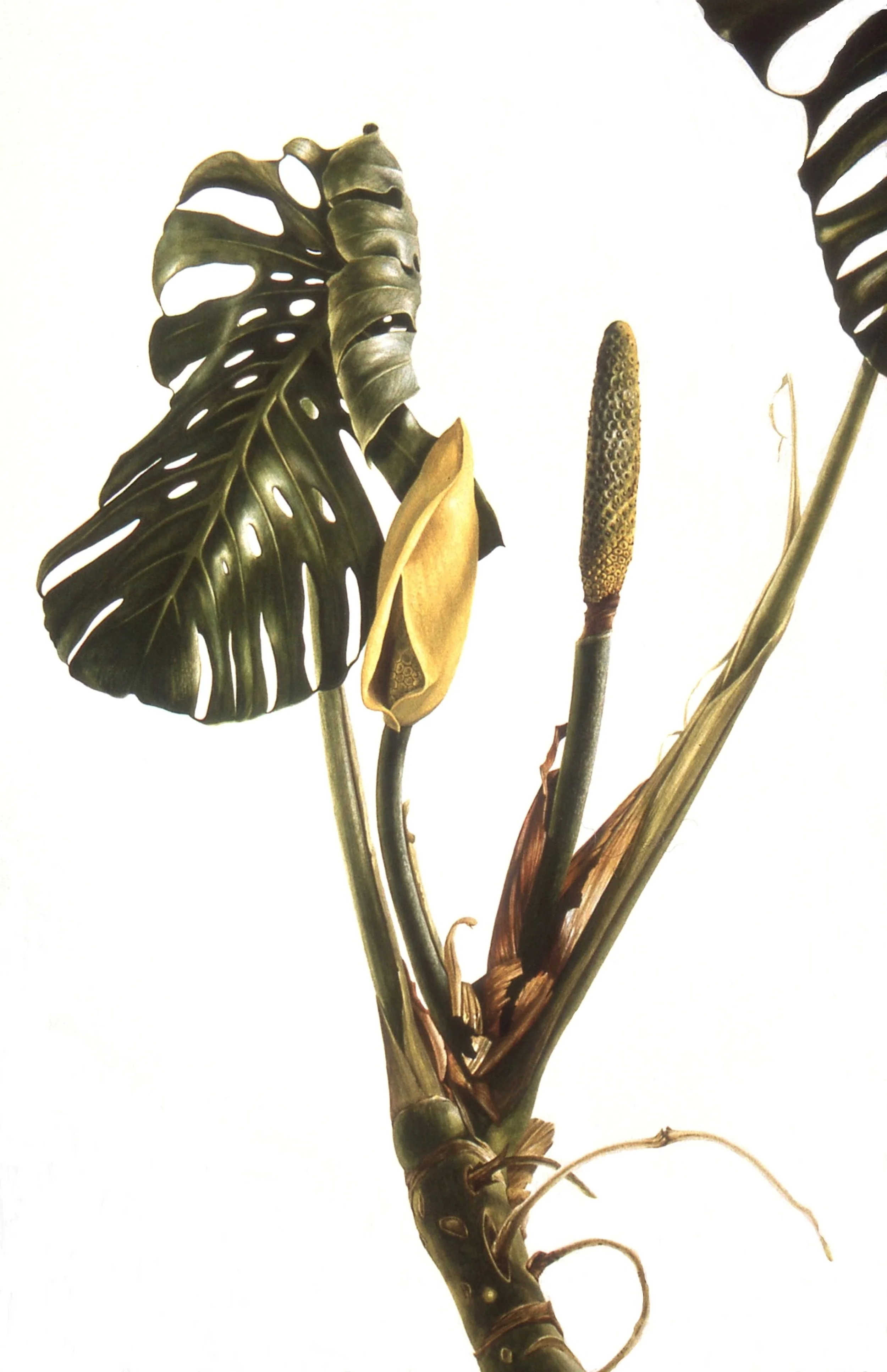 Monstera deliciosa watercolour on paper 1997 Copyright The Shirley Sherwood Collection