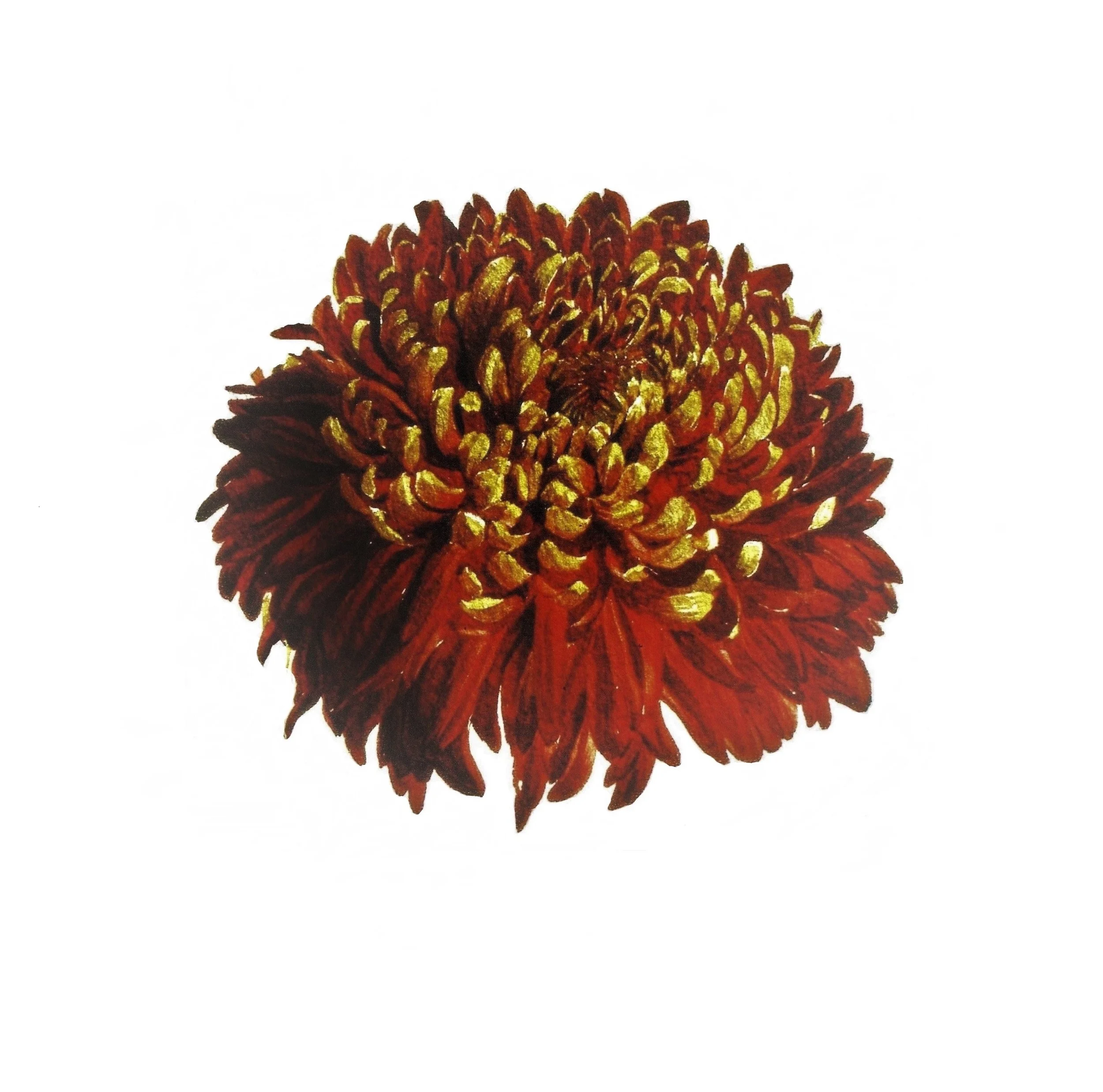 INDEX_USED_Chrysanth_Gold_Tip_studyinwatercolour_CORALGUEST1984 - Copy.jpg