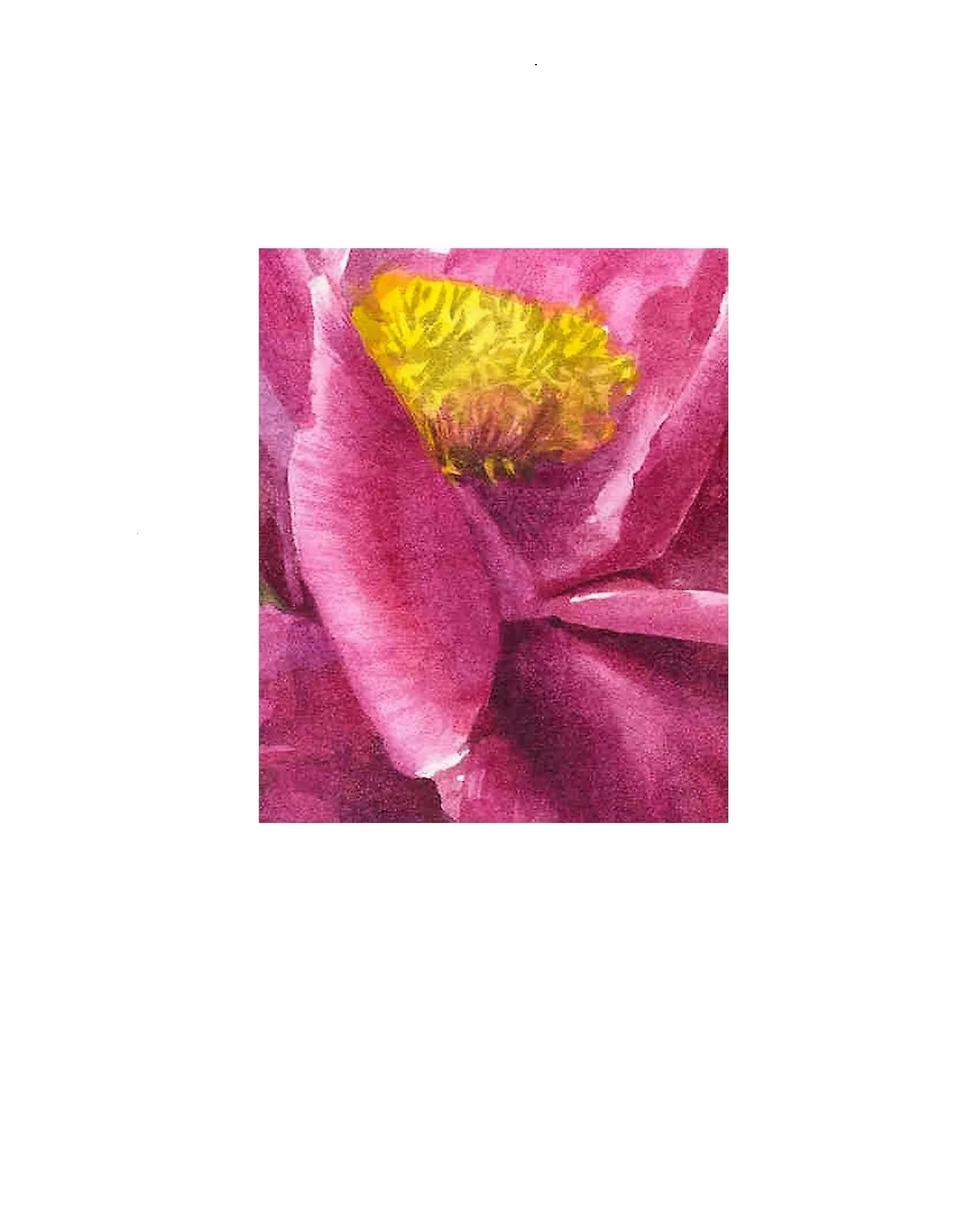 15A_Paeonia_SirEdwardElgar2000WATERCOLOURSTUDY_CGUEST_index_used - Copy - Copy.jpg