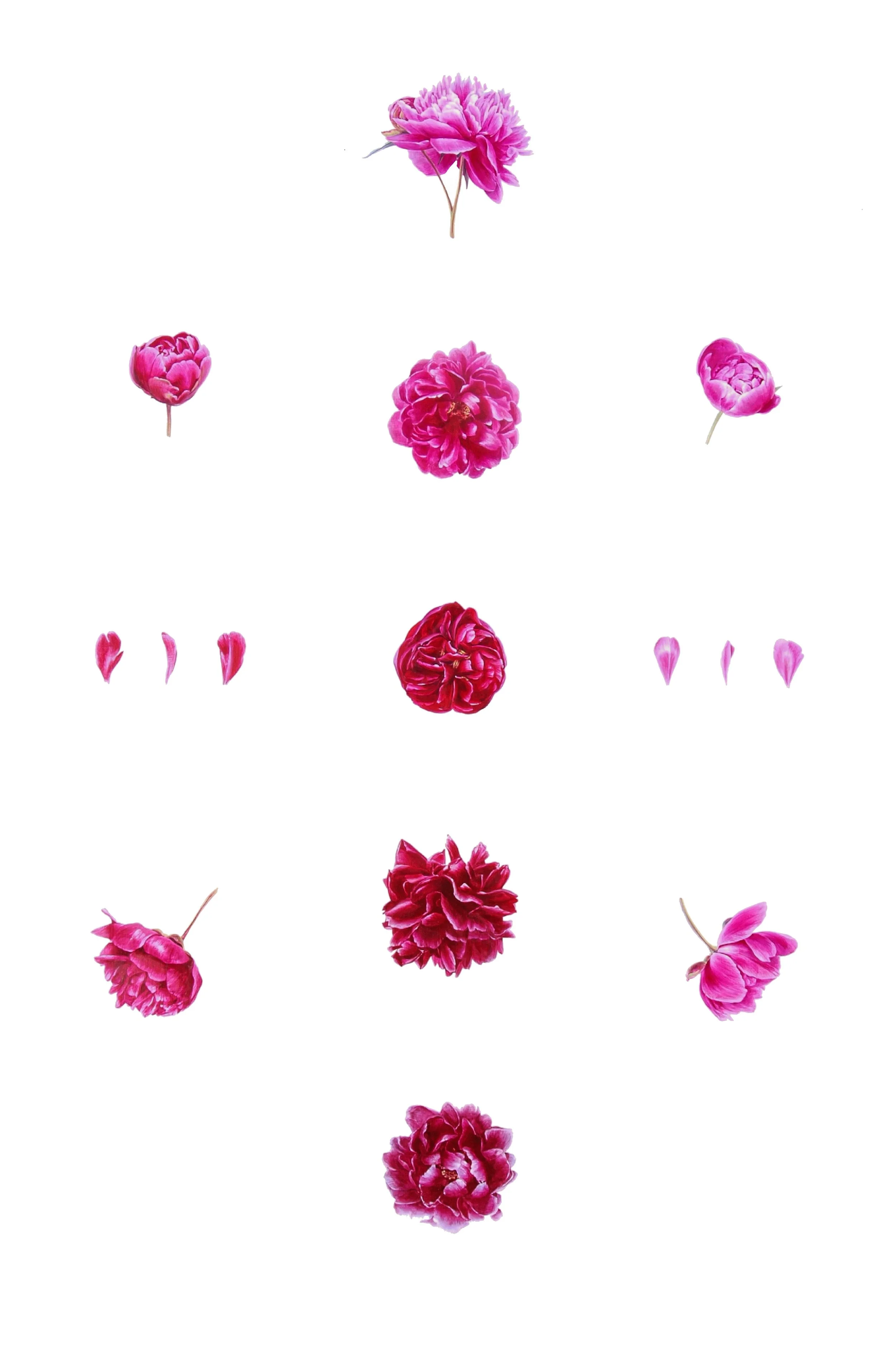 The Phenology Cabinet of the Incandescent PetaL Acrylic on canvas 153 x 102 cm 2006-14