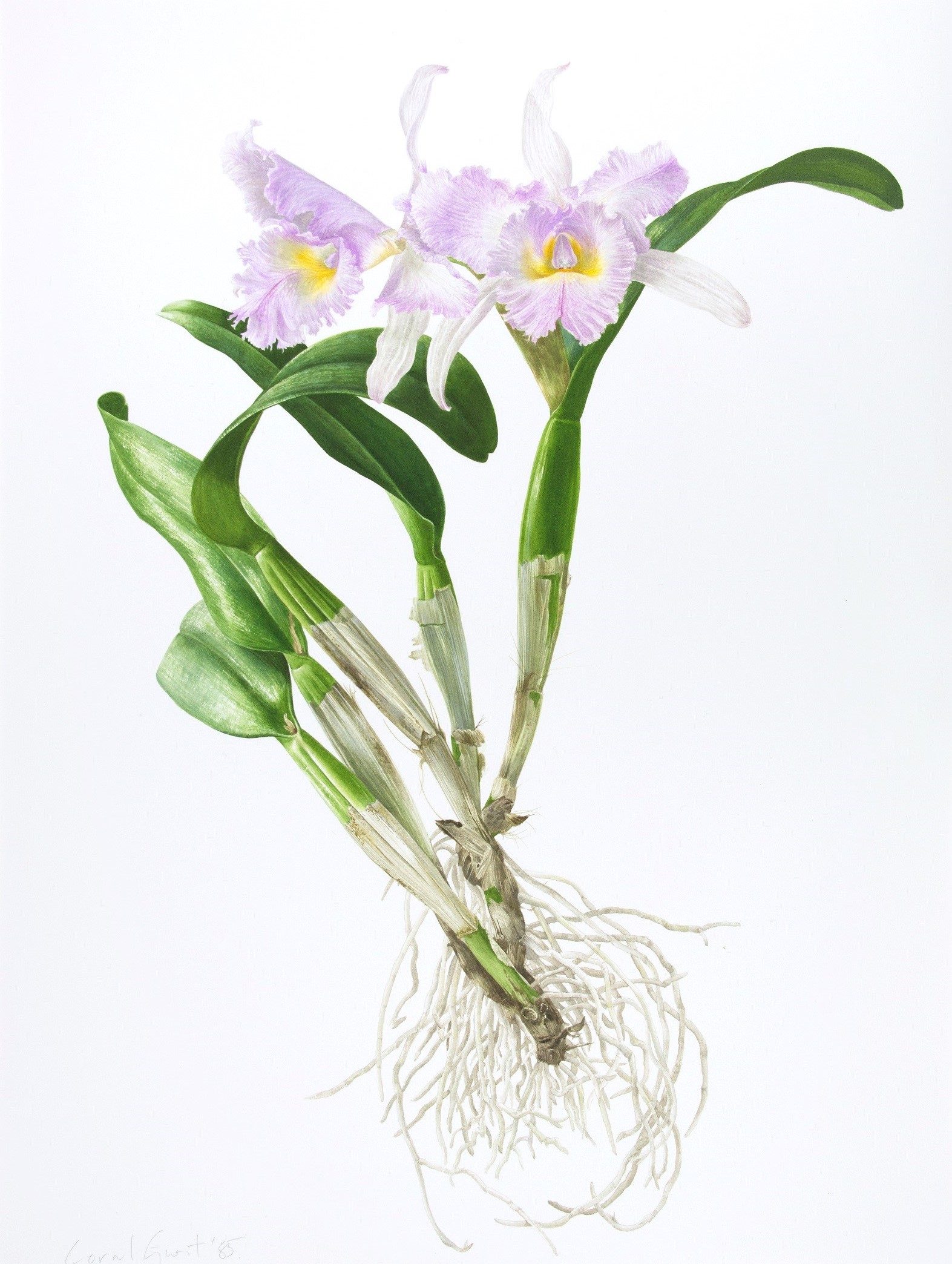 Cattleya 'Seaforth Highlander' watercolour on paper 1984 Collection of Hunt Institute for Botanical Documentation Shown in 1985 at the 6th International Exhibition of Botanical Art and Illustration at the Hunt Institute for Botanical Documentation, Pittsburgh, PA, USA Image courtesy of Hunt Institute for Botanical Documentation, Carnegie Mellon University, Pittsburgh, PA, USA