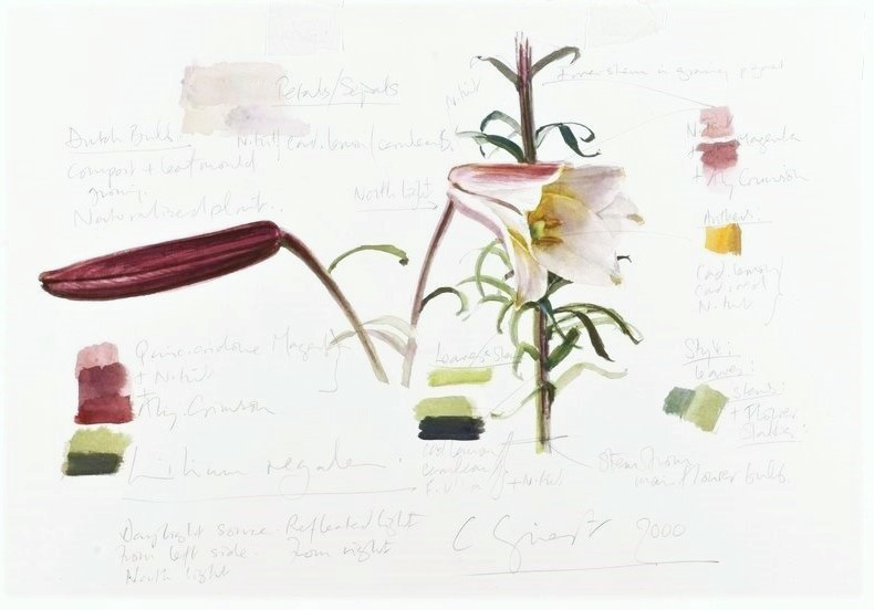 Lilium regale detail of bud and bloom Colour Study Watercolour on paper 2000 Image courtesy of the The Royal Horticultural Society Lindley Library