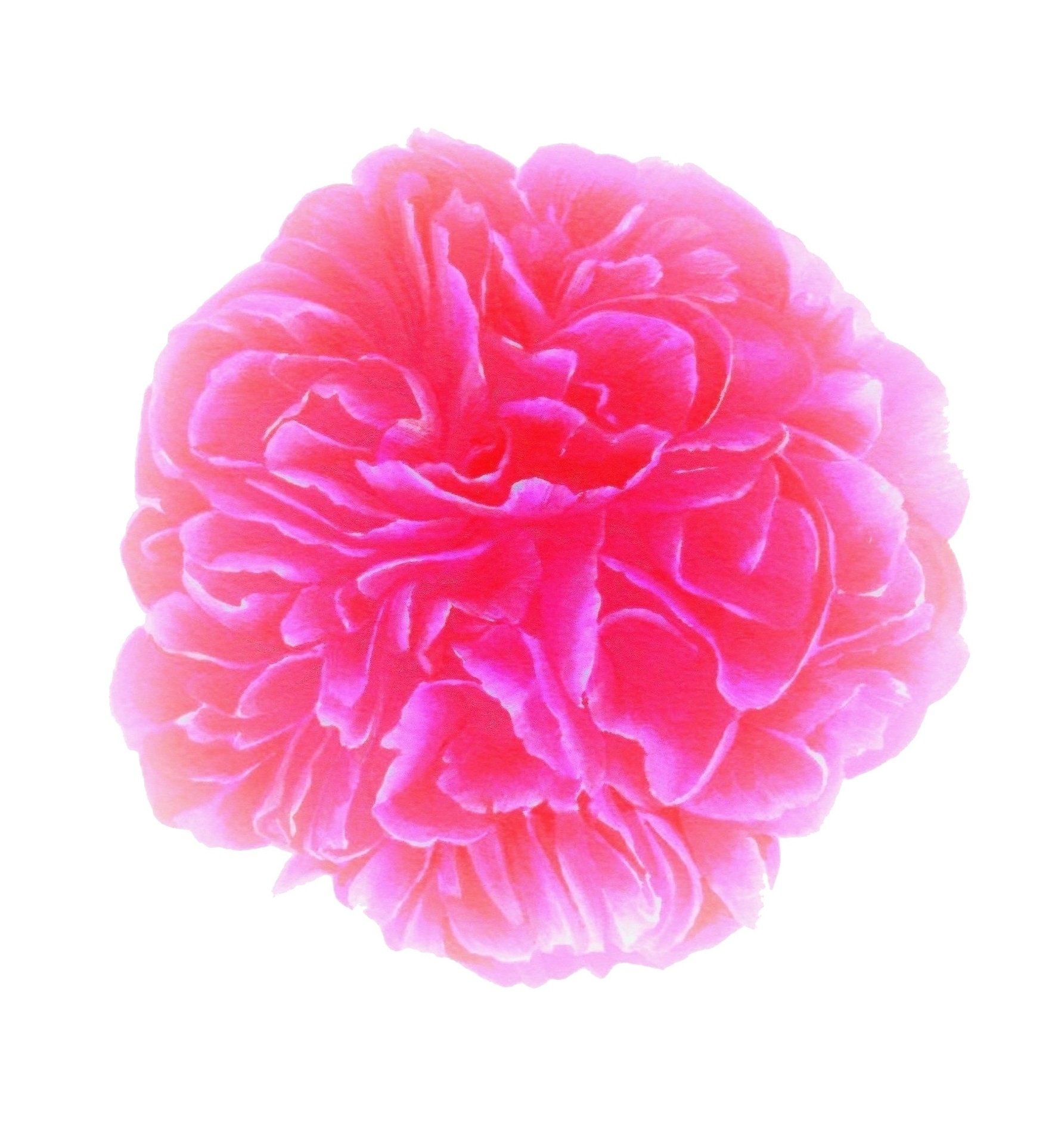 The Mysterious Pink of the Peony Flower at First Light Dawn Series 1 2018 Paeonia lactiflora ‘Edulis Superba’ Number 2 100 x 100 Oil on Canvas