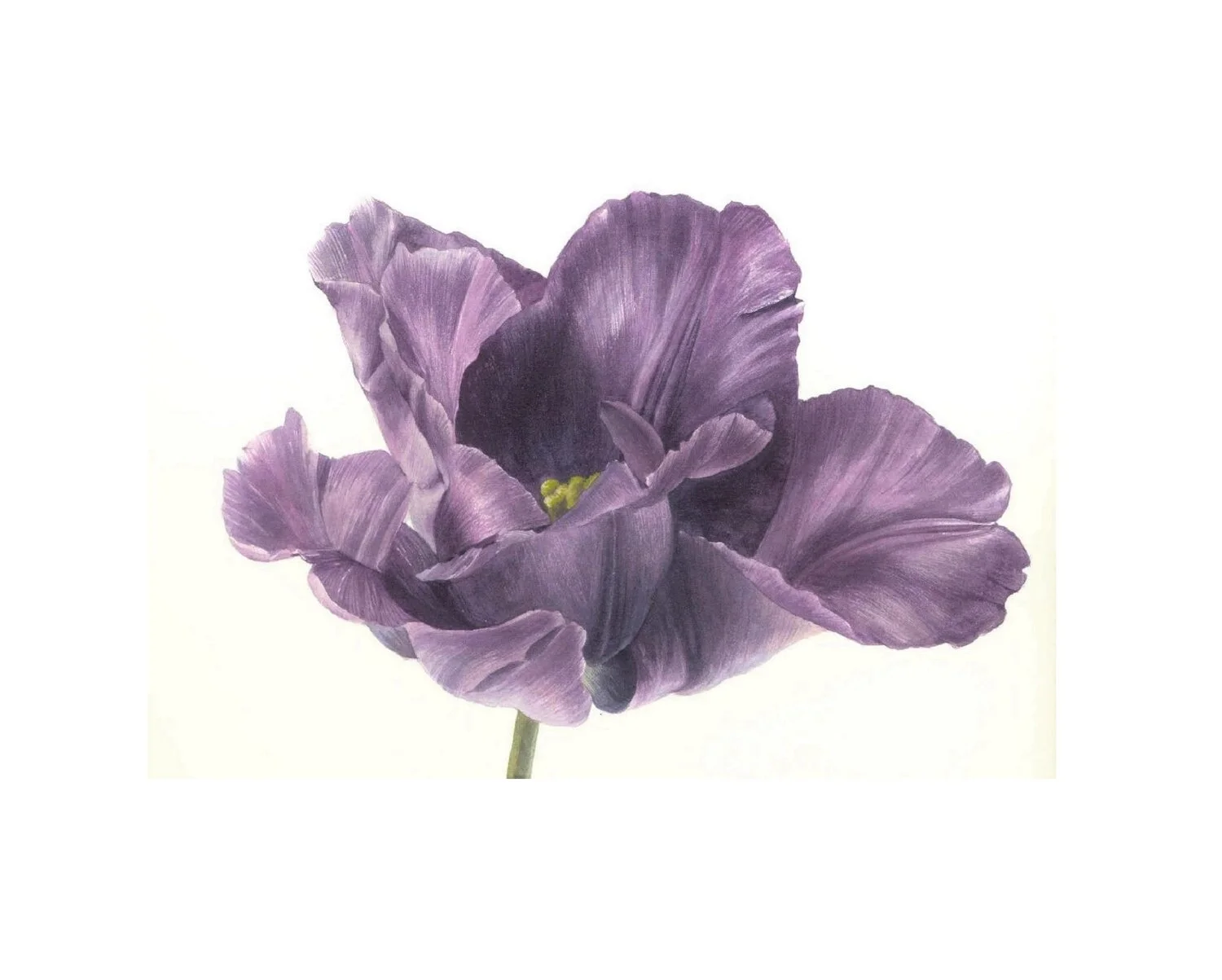 7A_Tulipa'Blue Parrot'_Watercolour_DETAIL_CORALGUEST_2005_JohnBleachCollection.jpg