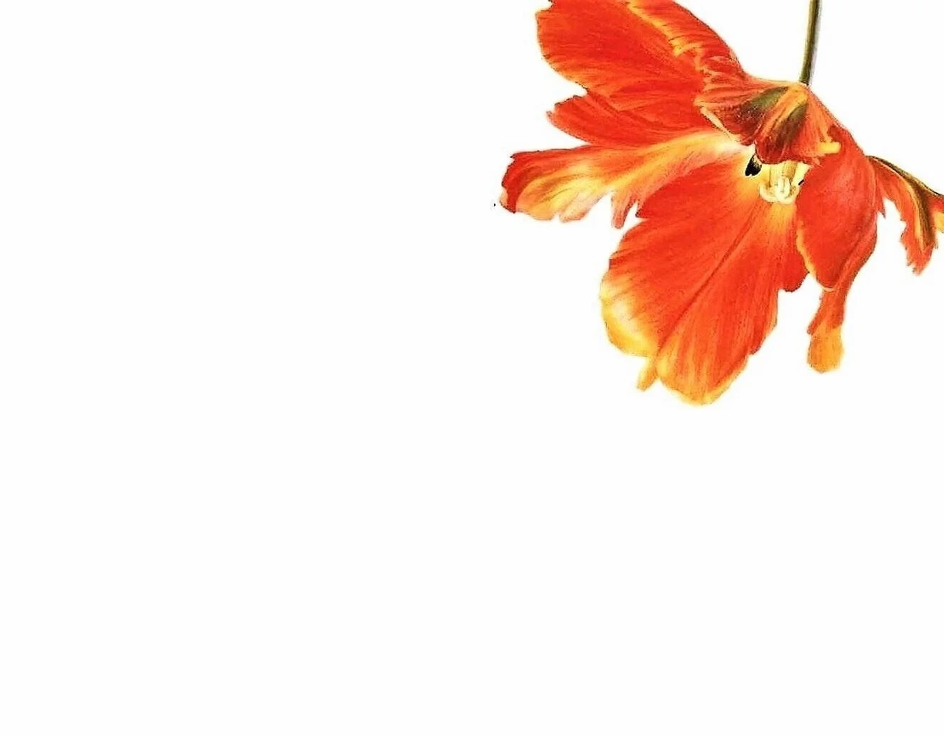 The Observational Flower Paintings of the English artist Coral G Guest.