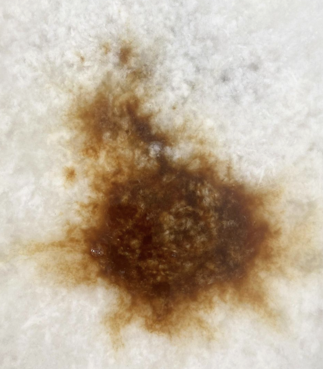  Dyeing the cotton pulp with coffee to create an aged look to the paper.  